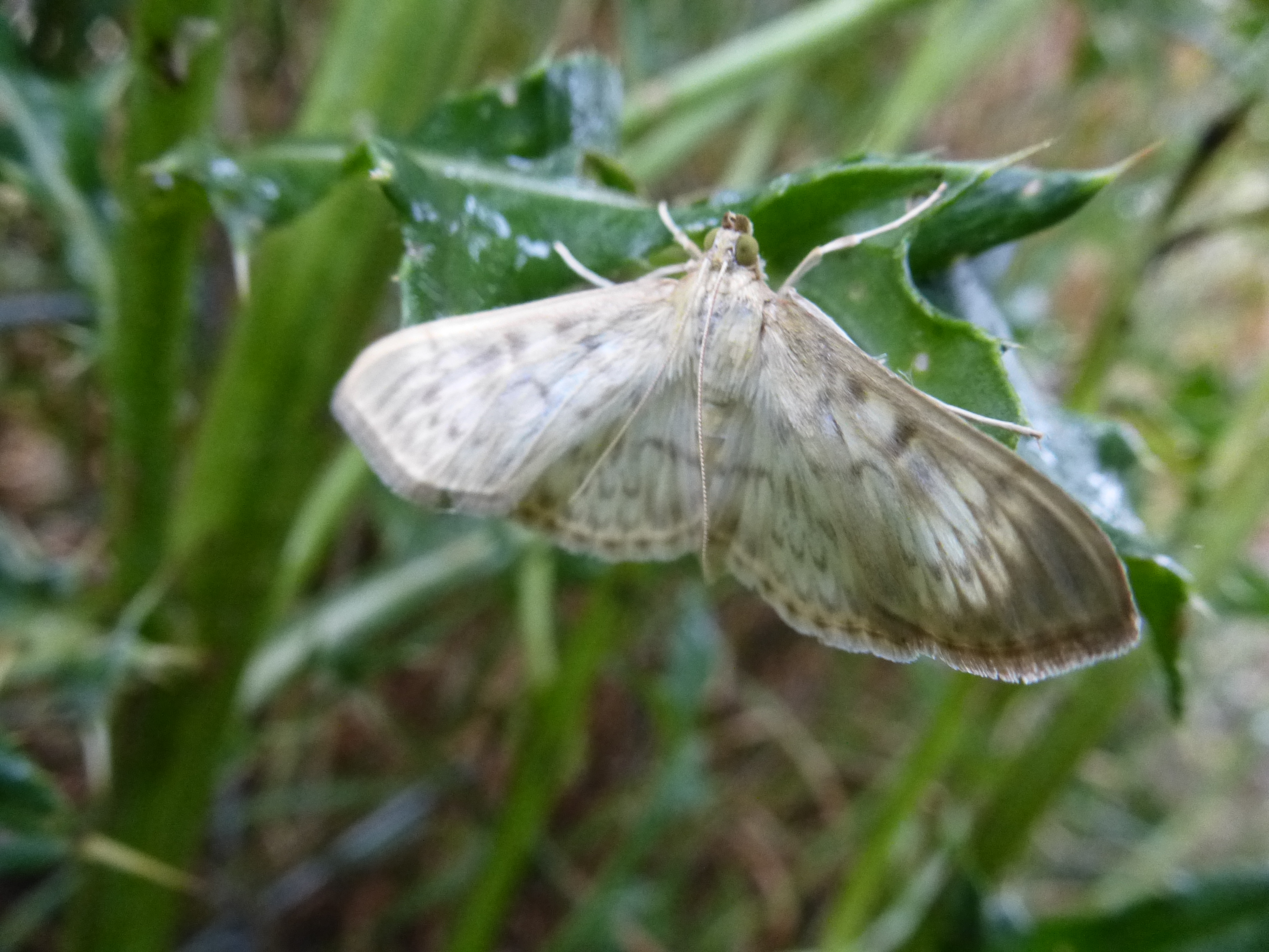 Mother of Pearl, Ripon City Wetlands, 18th July 2023