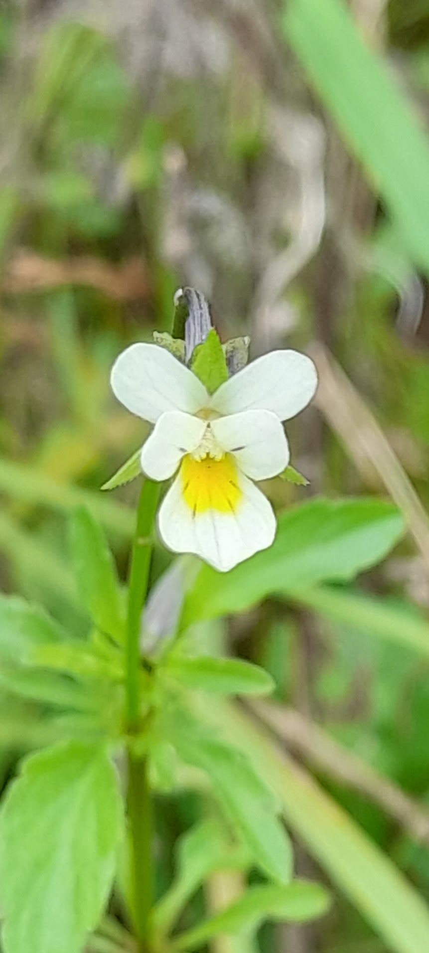 Field Pansy, North Cave, 19 Sept 2023