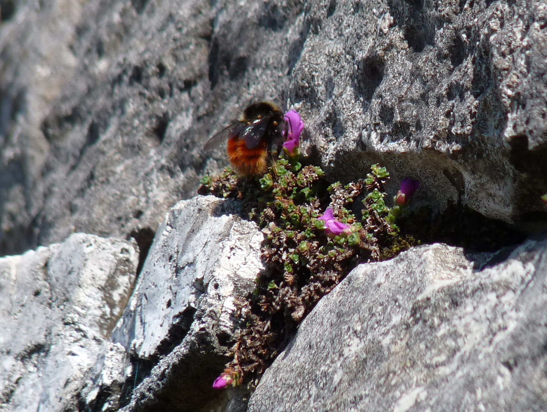 Bee on Purple Saxifrage, Penygent