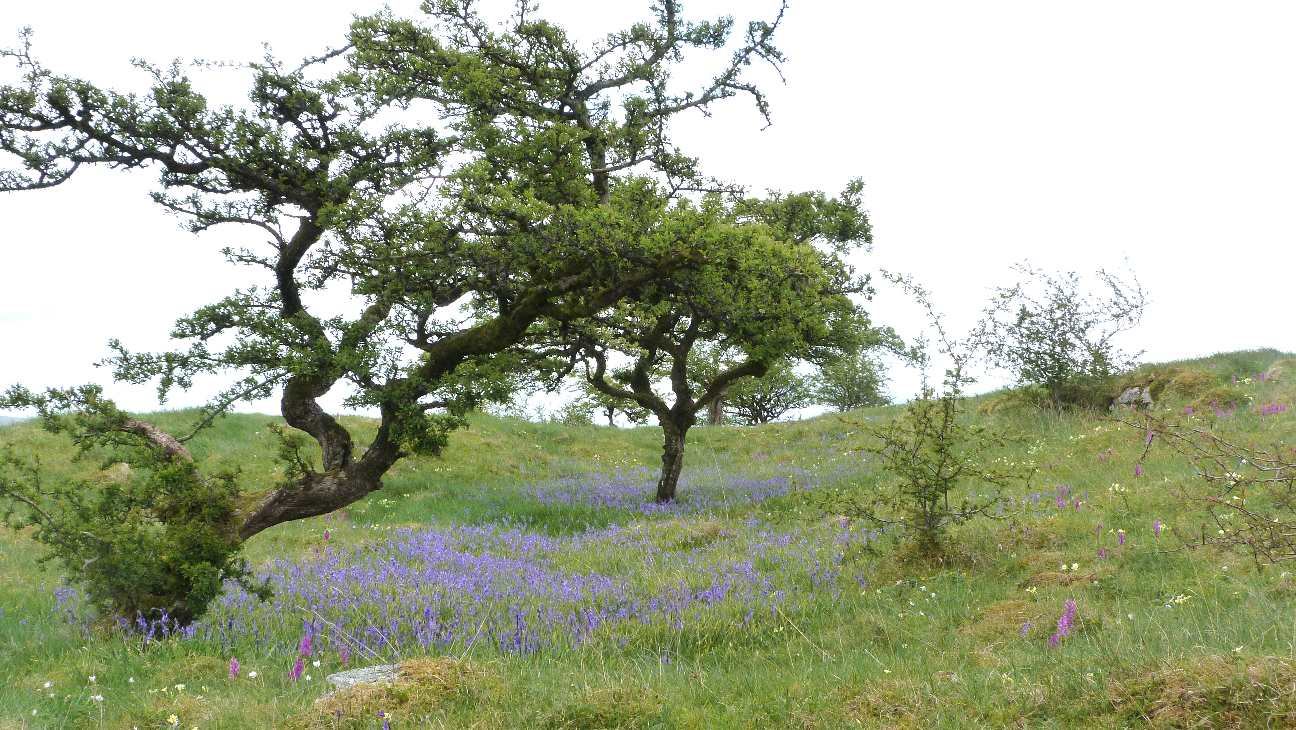 Bluebells on Brae Pasture, 16 May '23