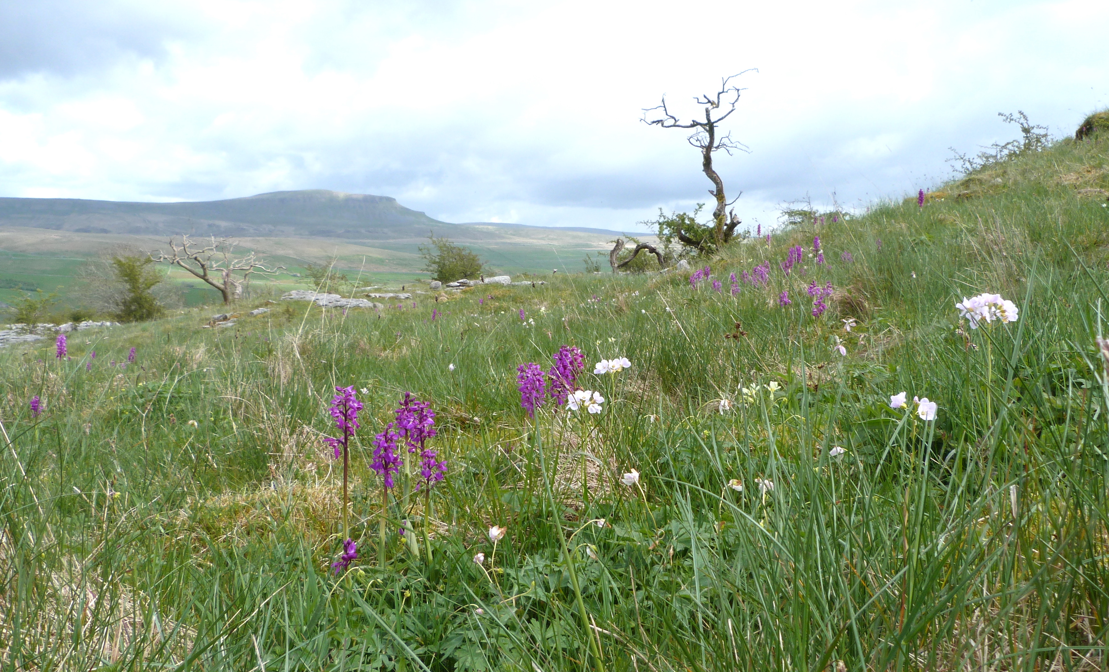 Brae Pasture, 16 May '23