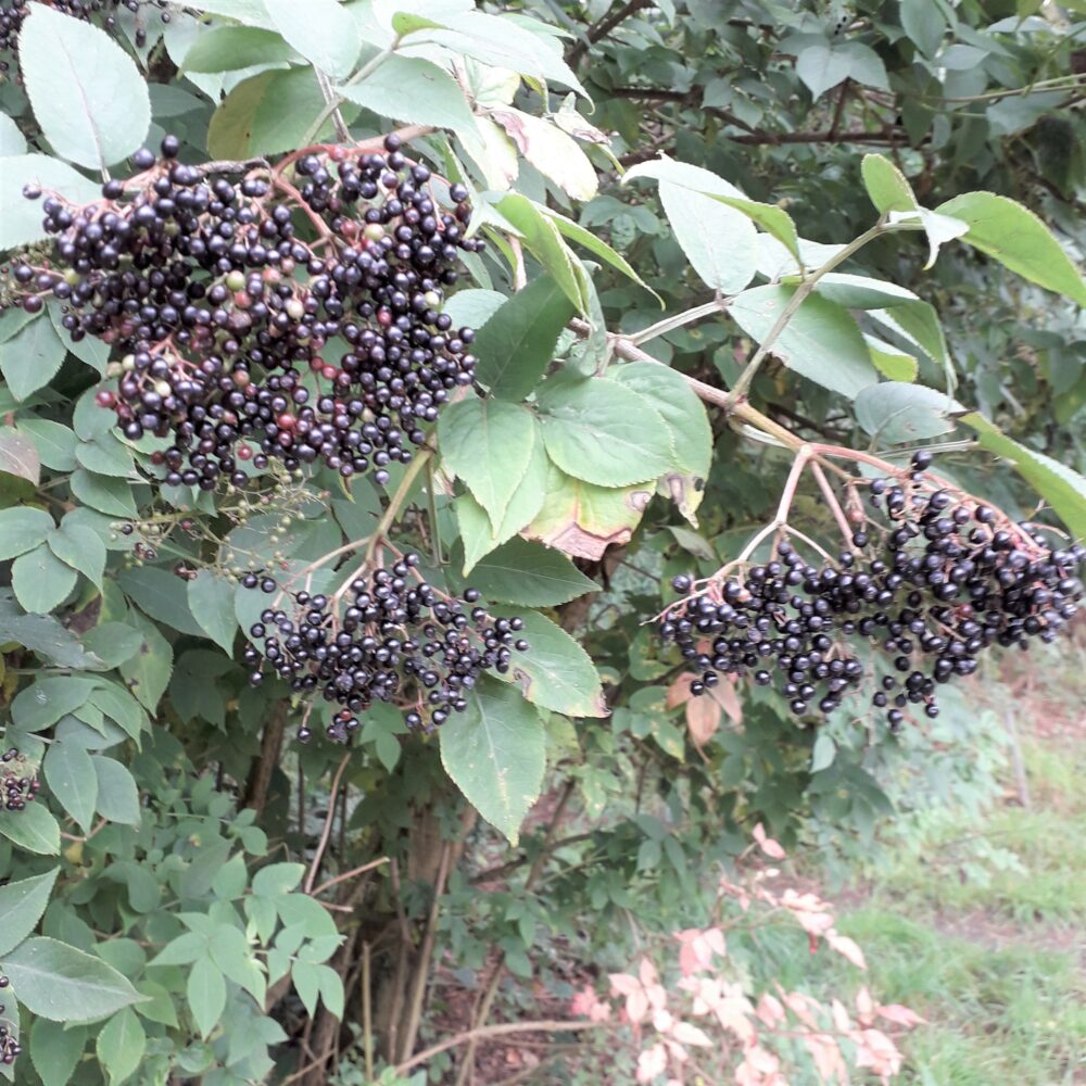 Elderberries, Prince of Wales Park, 8 Sept 2020