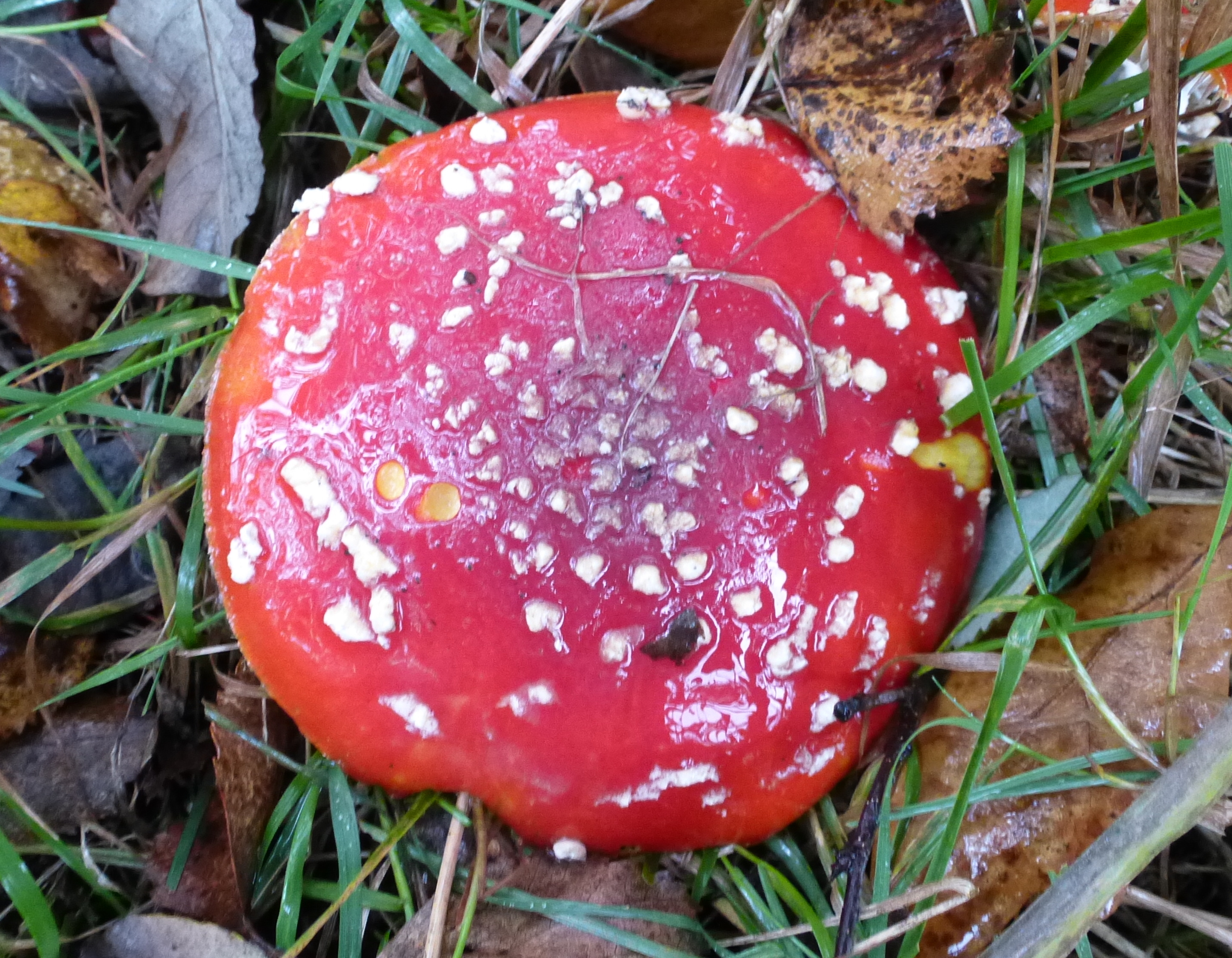 Fly Agaric, Raw Nook, 24th Oct 2023
