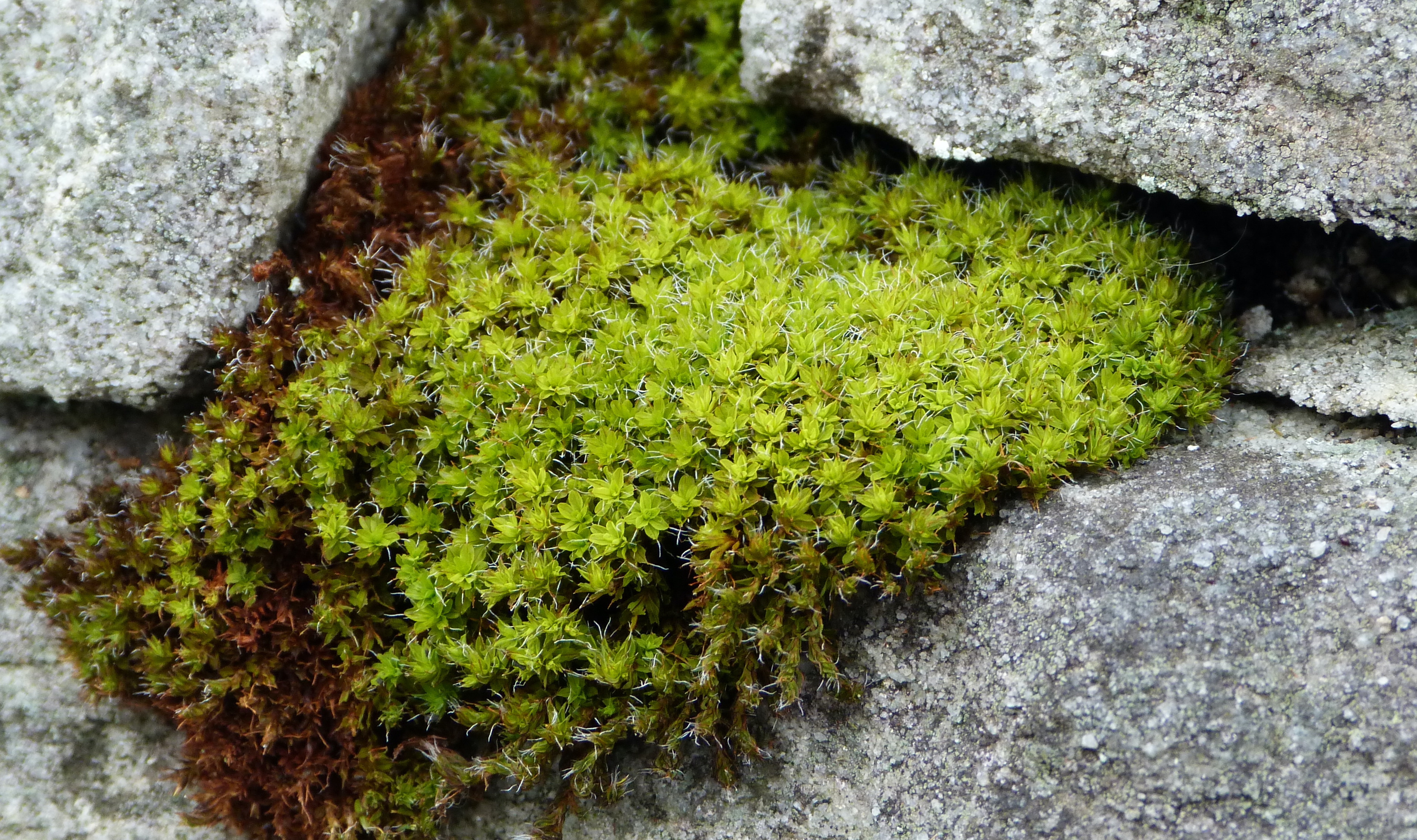 Great Hairy Screw-moss, Syntrichia ruralis, Giggleswick, 19.3.24