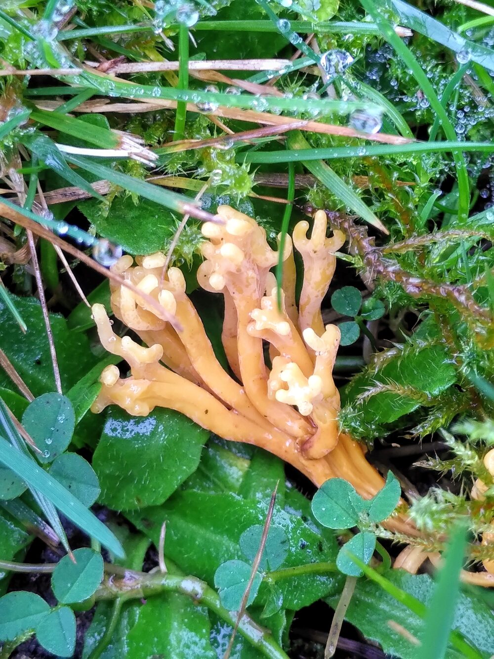 Meadow Coral fungus, St Chad's, 2021