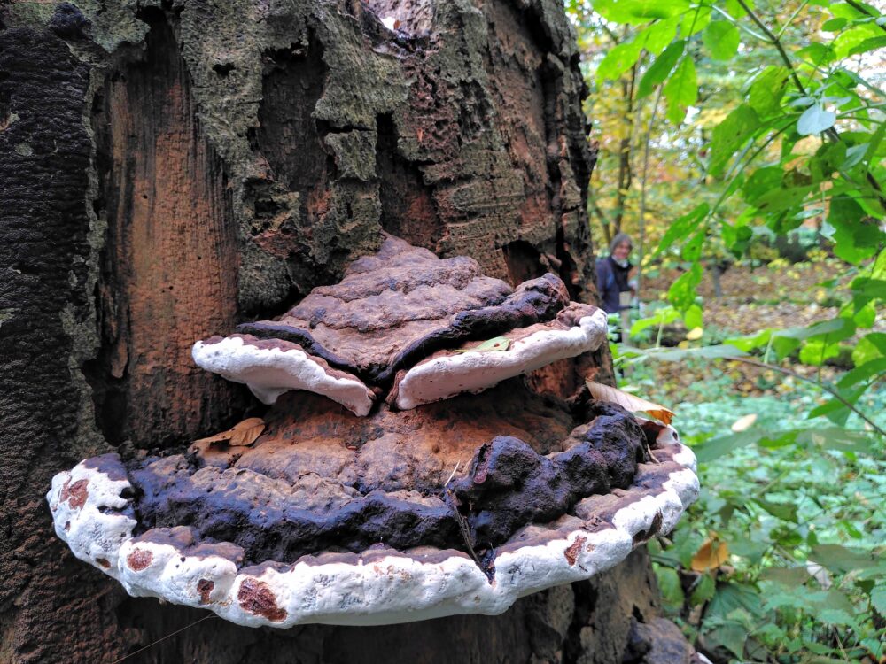 A large Ganoderma, St Chad's, 2021