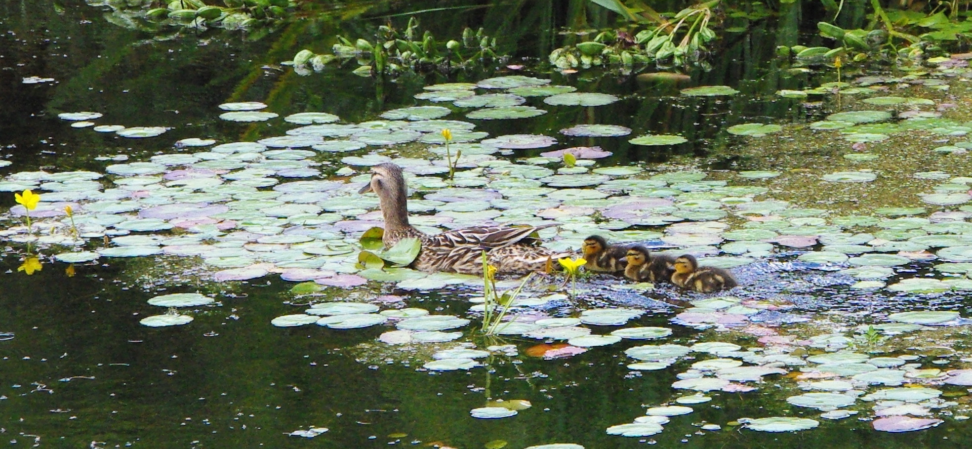 Mallards and Fringed Water-lily, Nob End, 4 July 23