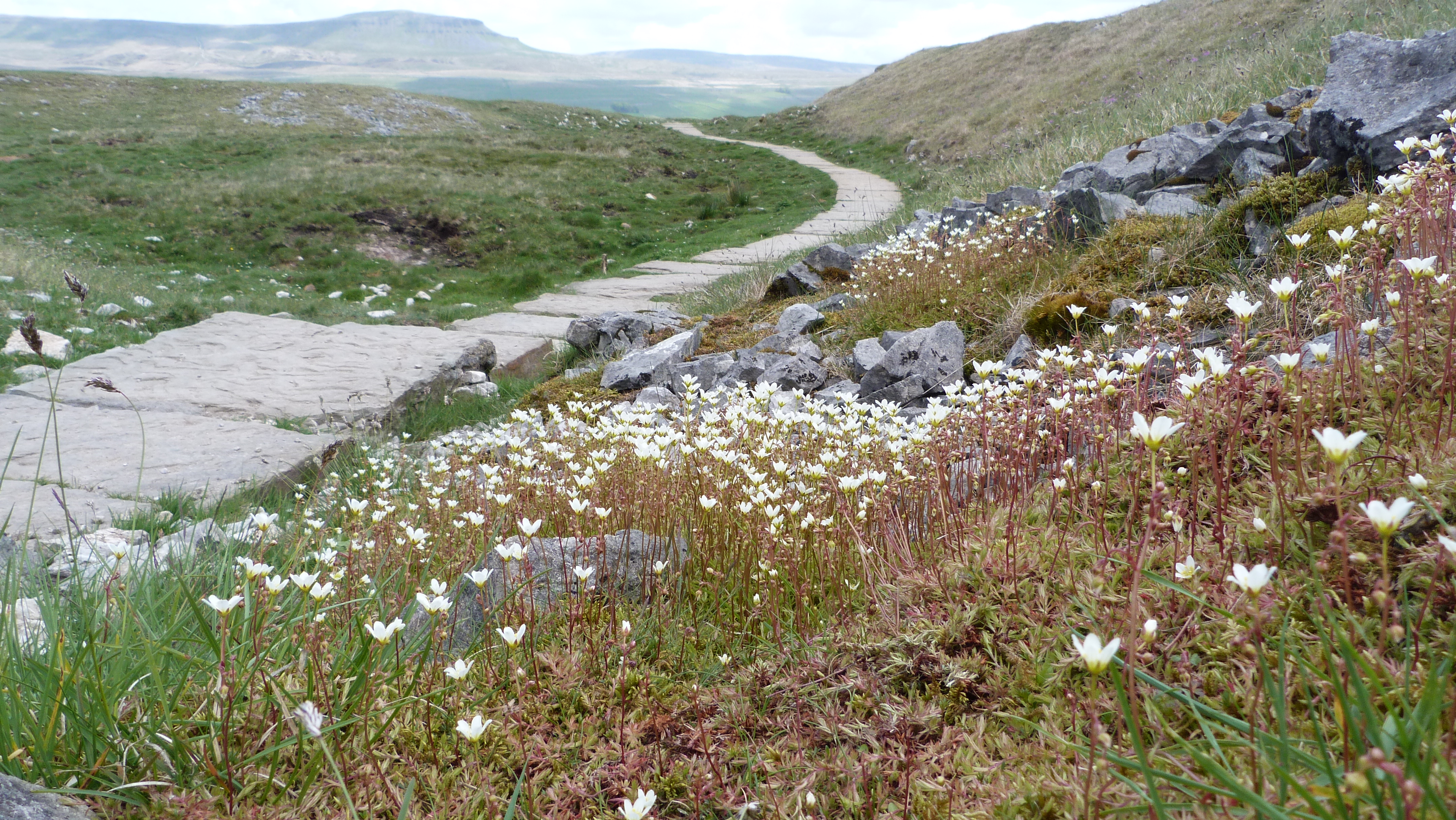 ssy Saxifrage on the pathside, Sulber Nick, 16 May '23