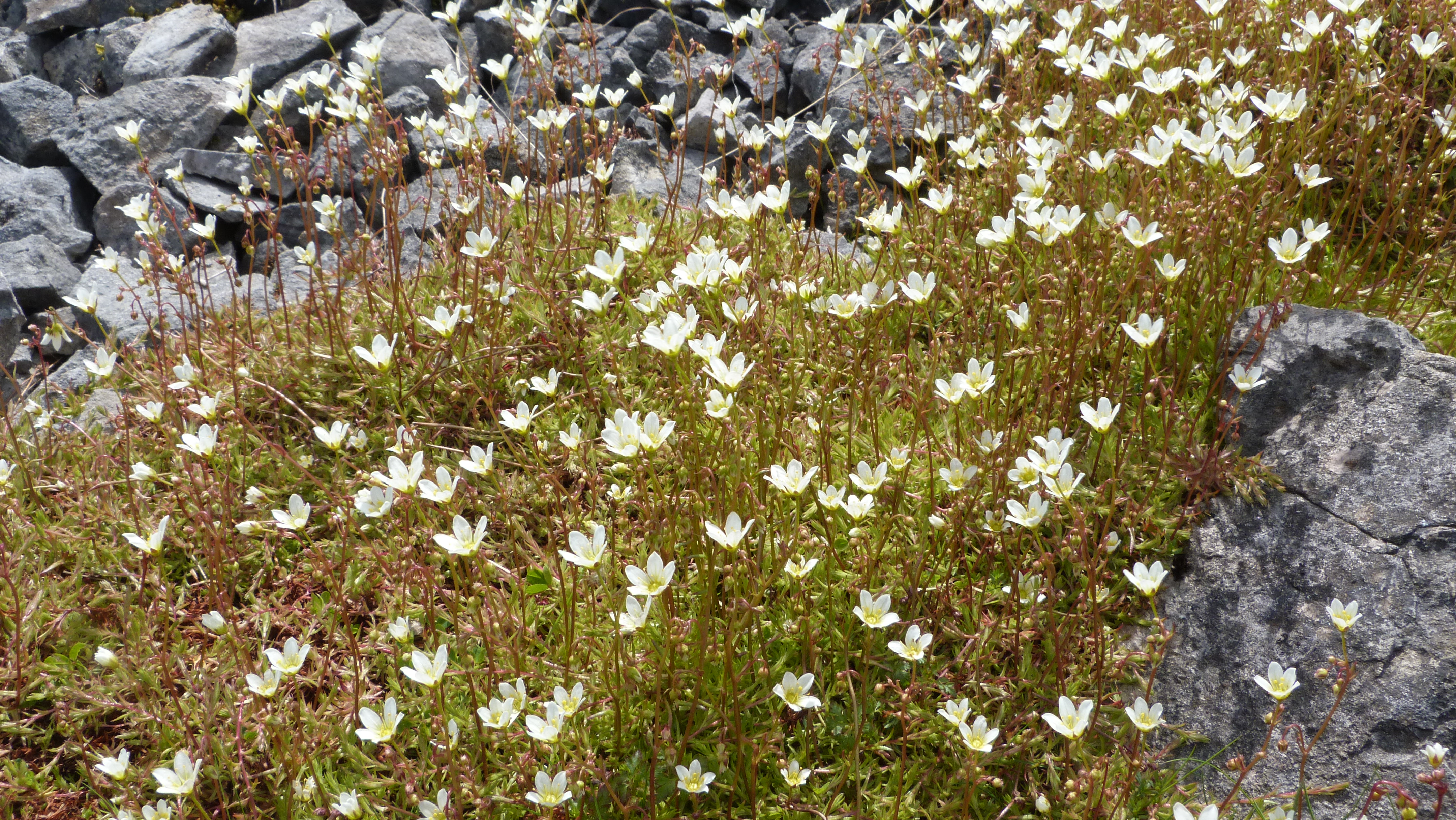 Mossy Saxifrage, Sulber Nick, 16 May '23