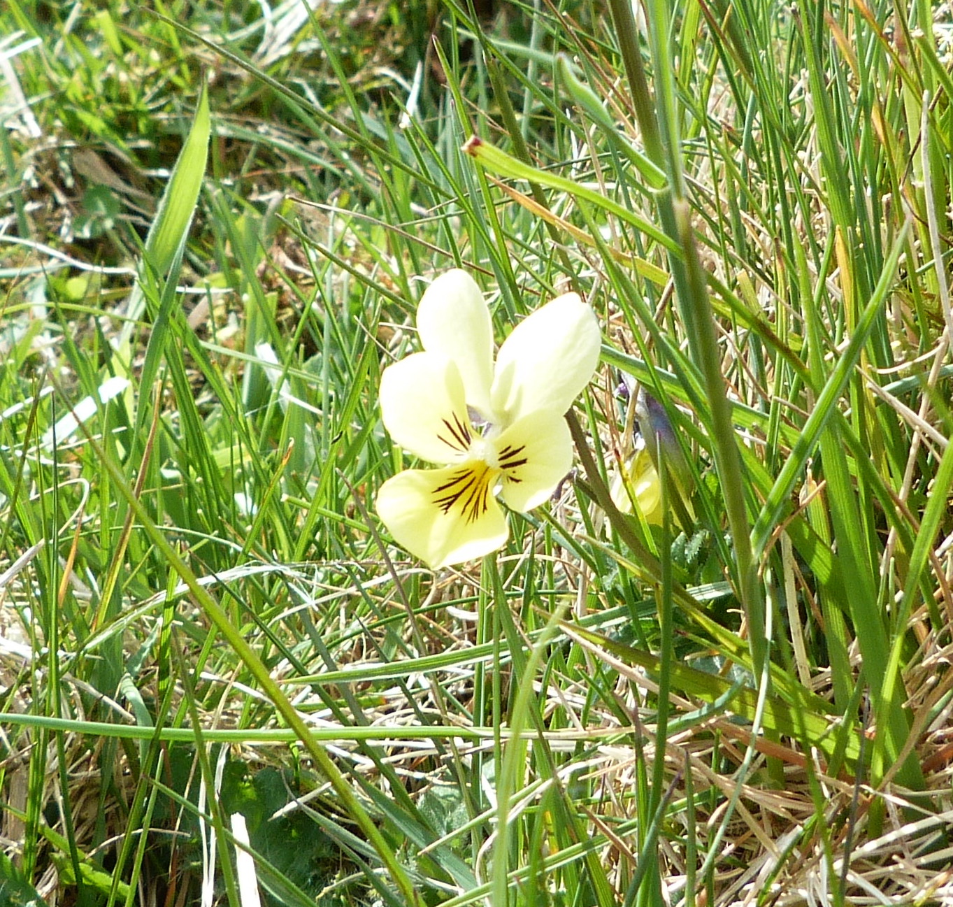Mountain Pansy, Sulber Nick, 16 May '23