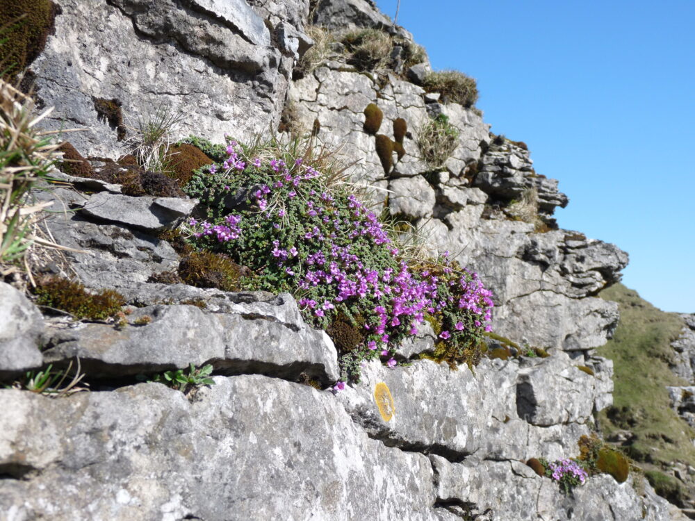 Purple Saxifrage, Penyghent 2012
