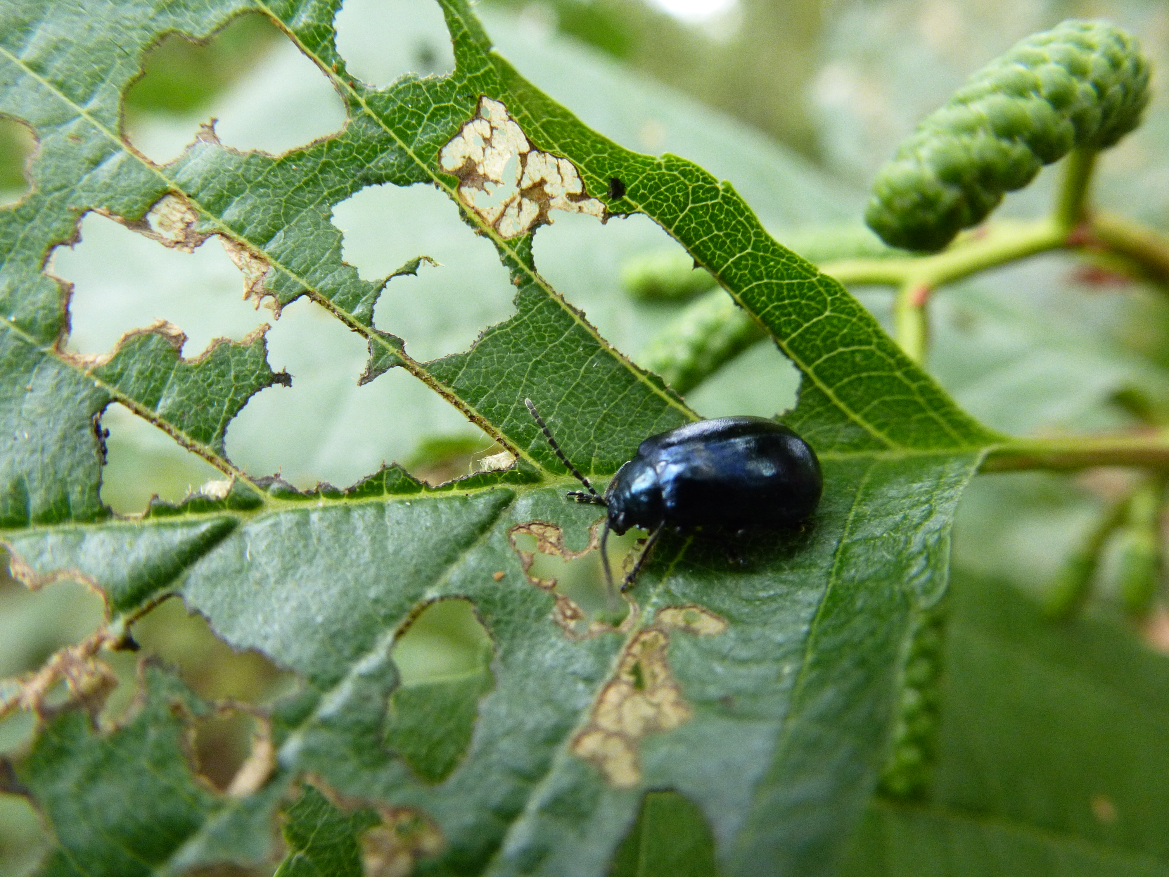 Alder Leaf Beetle, North Cave, 19 Sept 2023