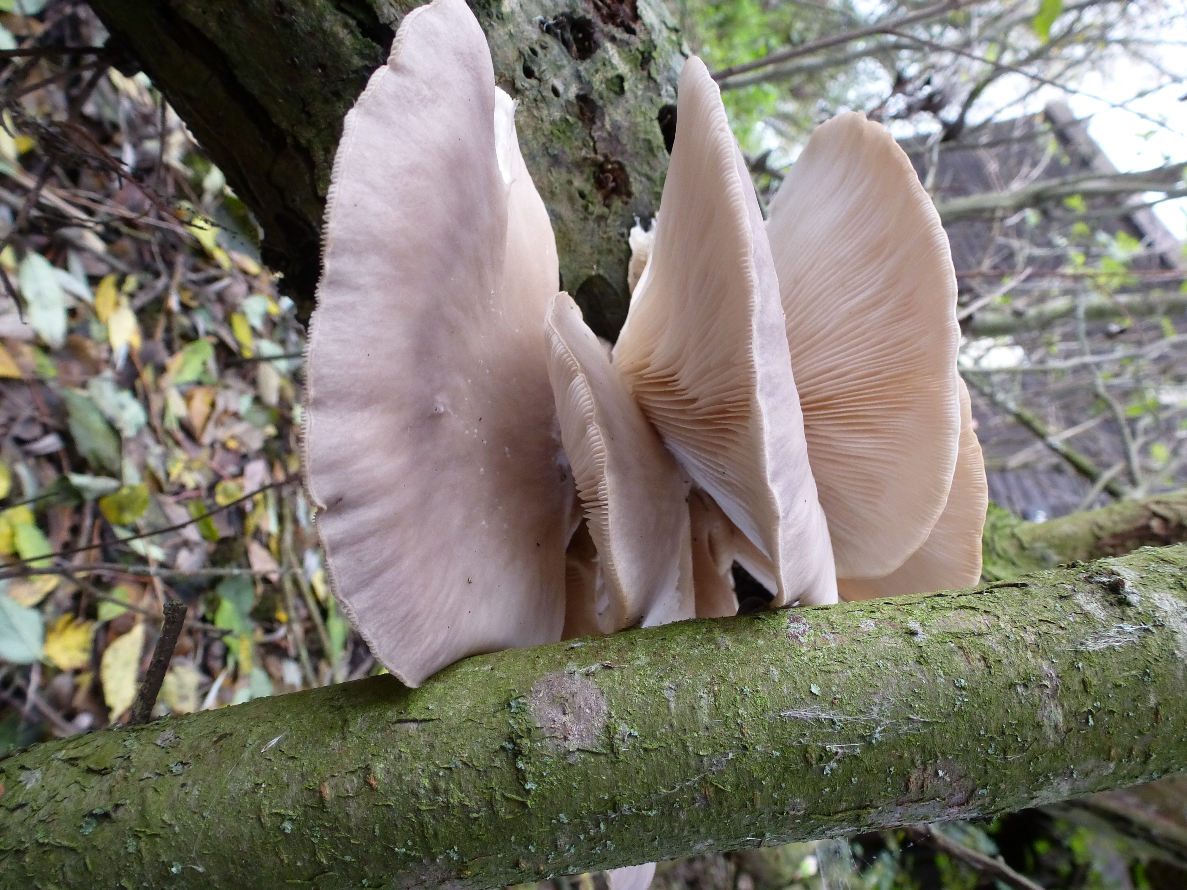 Oyster mushrooms, Blacktoft, 21 Nov 23