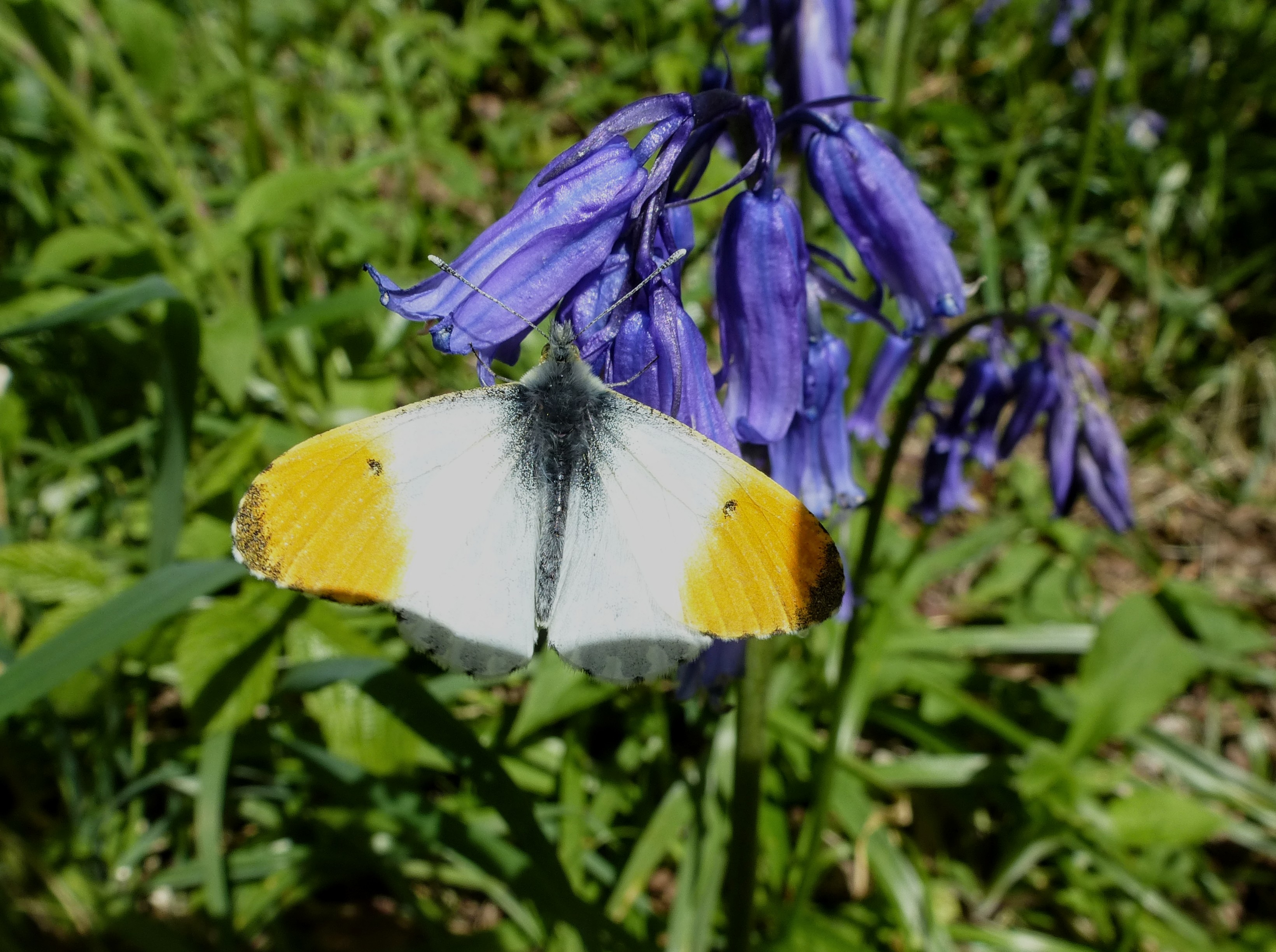 Orange Tip Butterfly, East Wood, Otley, 30th April 2024