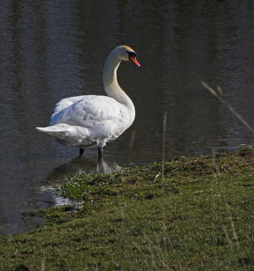 Swan, Tong Park, Baildon, 8th March 2022