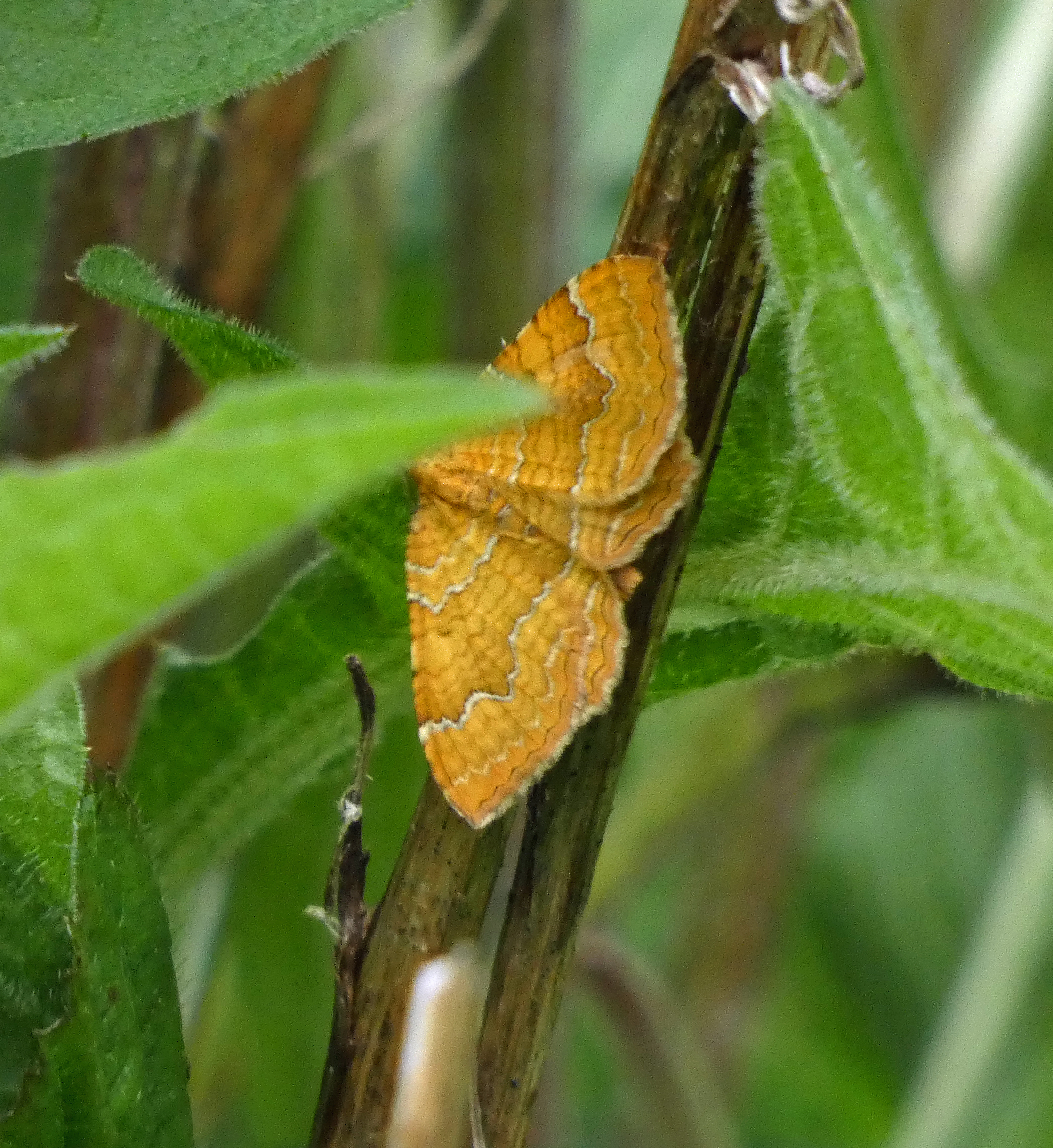 Yellow Shell, Trench Meadows, 7th June 2022