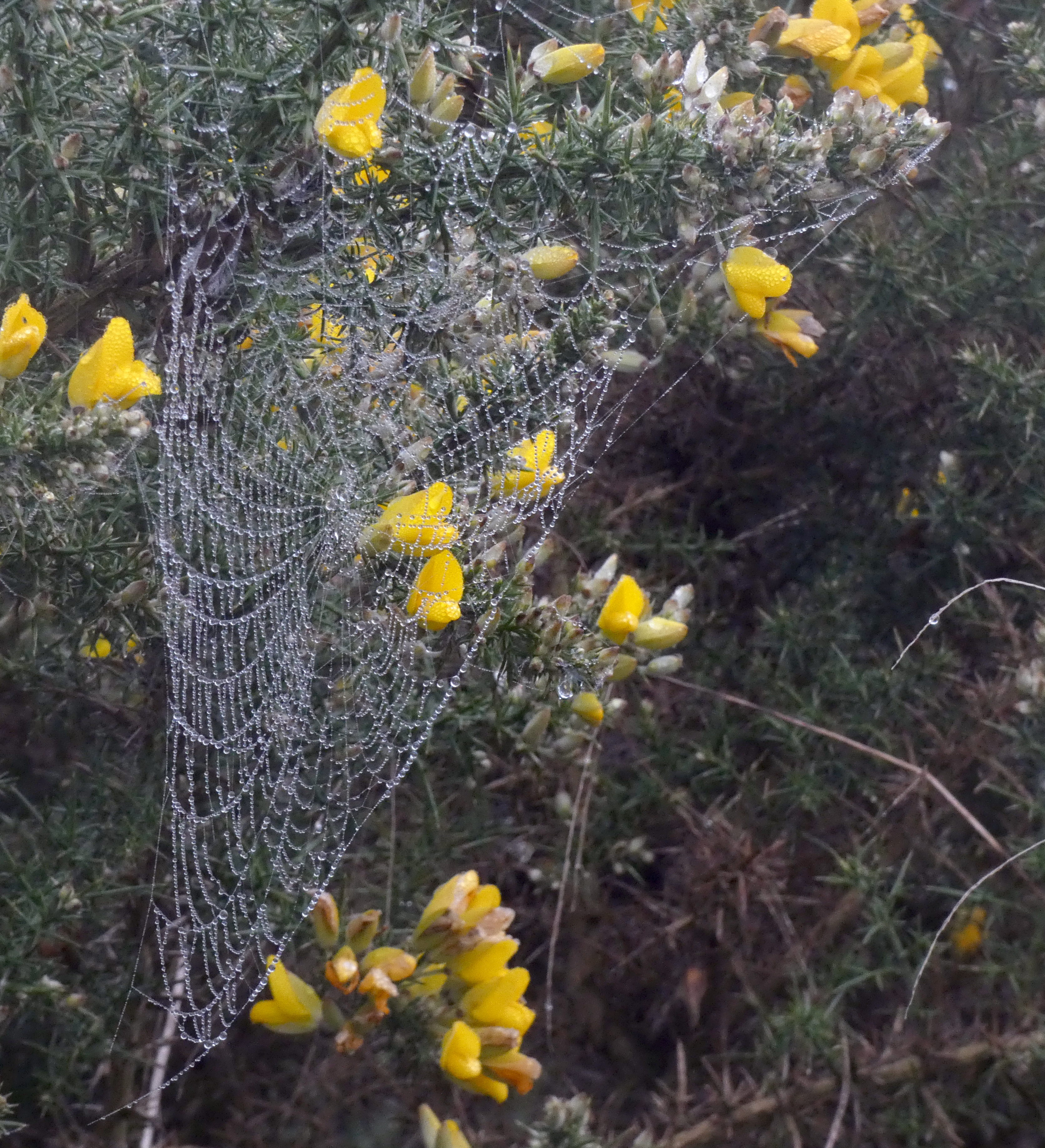 Spider Web On Gorse, St Aidan's, 29th November 2022