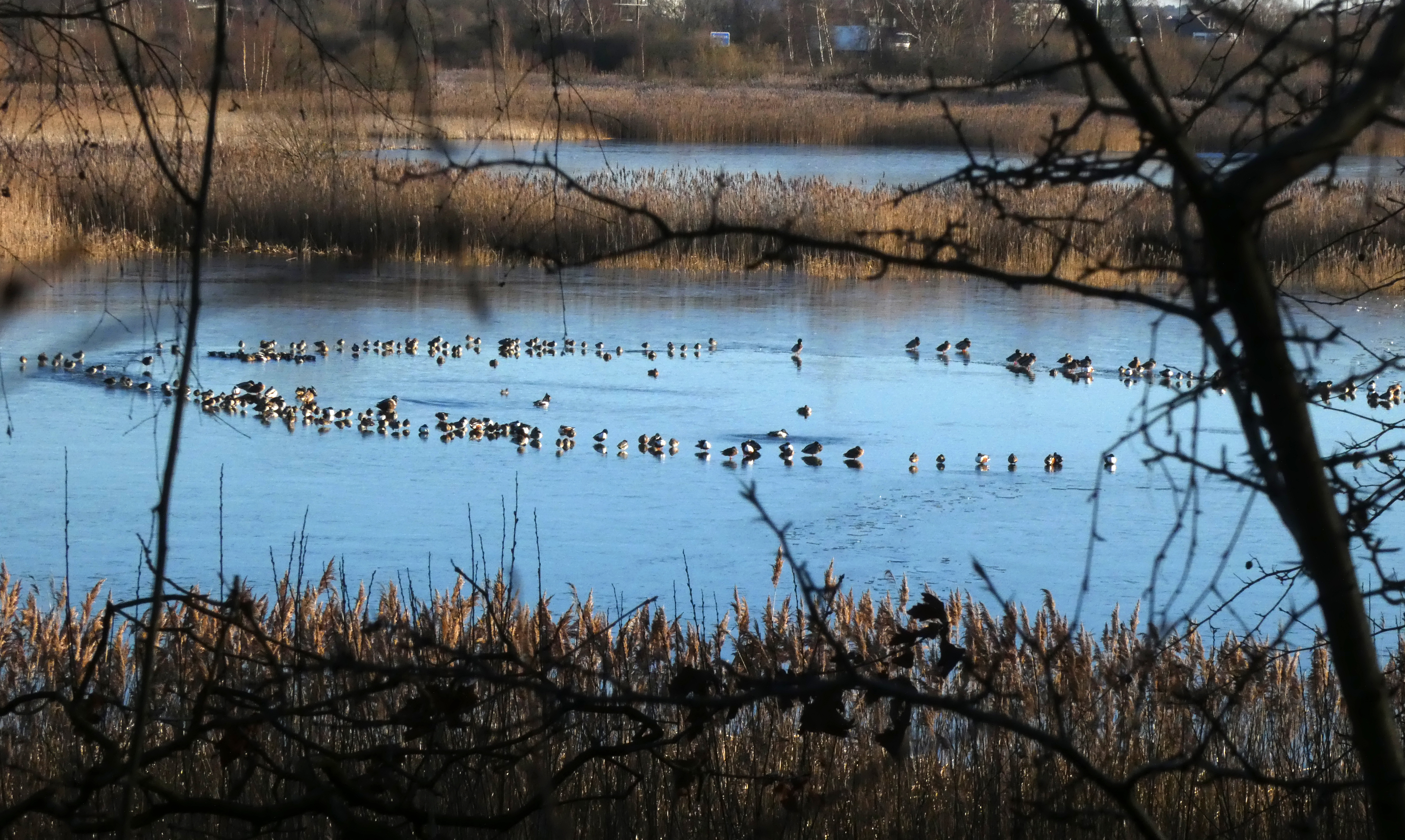 A Circle Of Birds, Potteric Carr, 17th January 2023