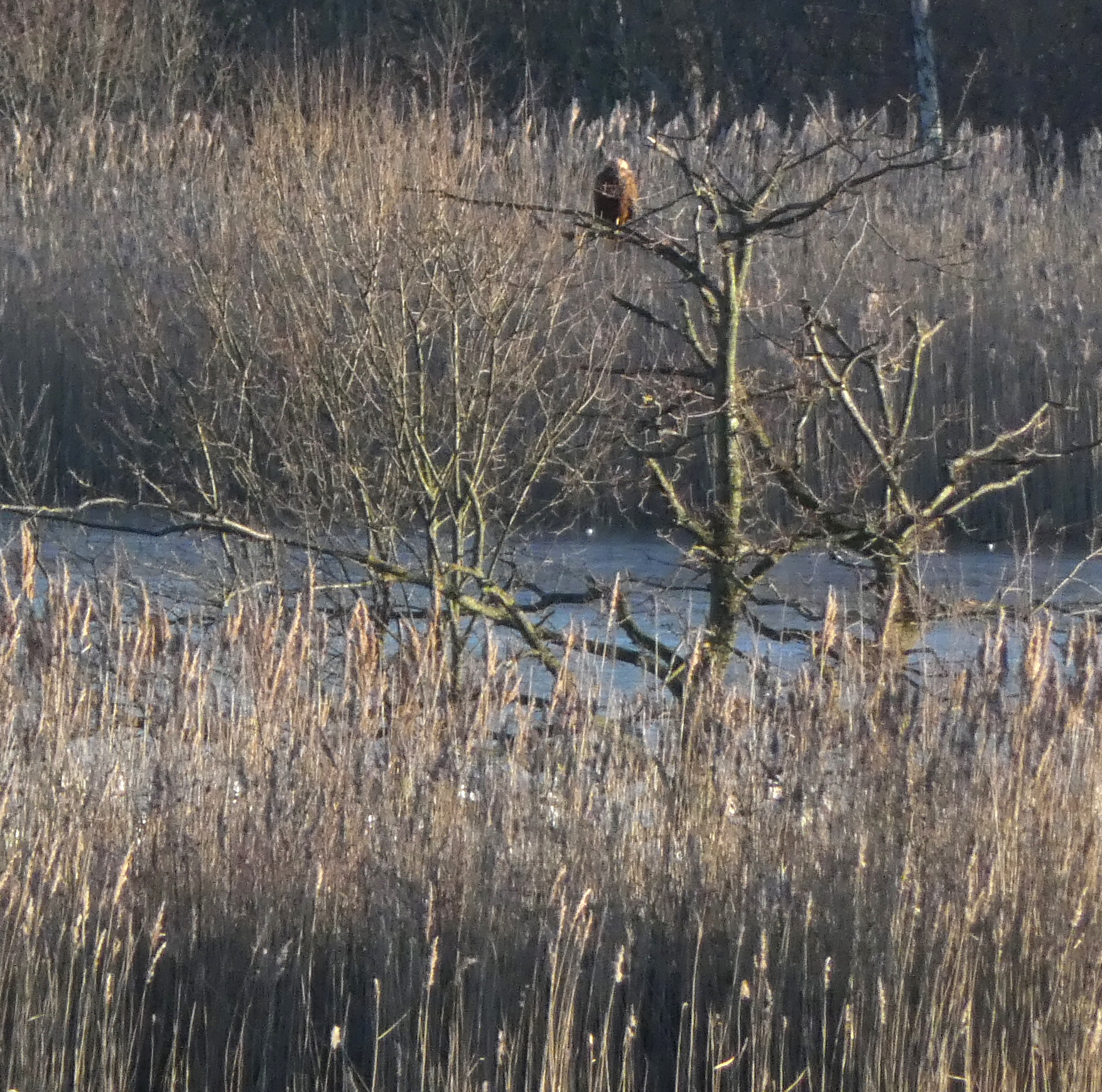 Marsh Harrier In A Tree, Potteric Carr, 17th January 2023