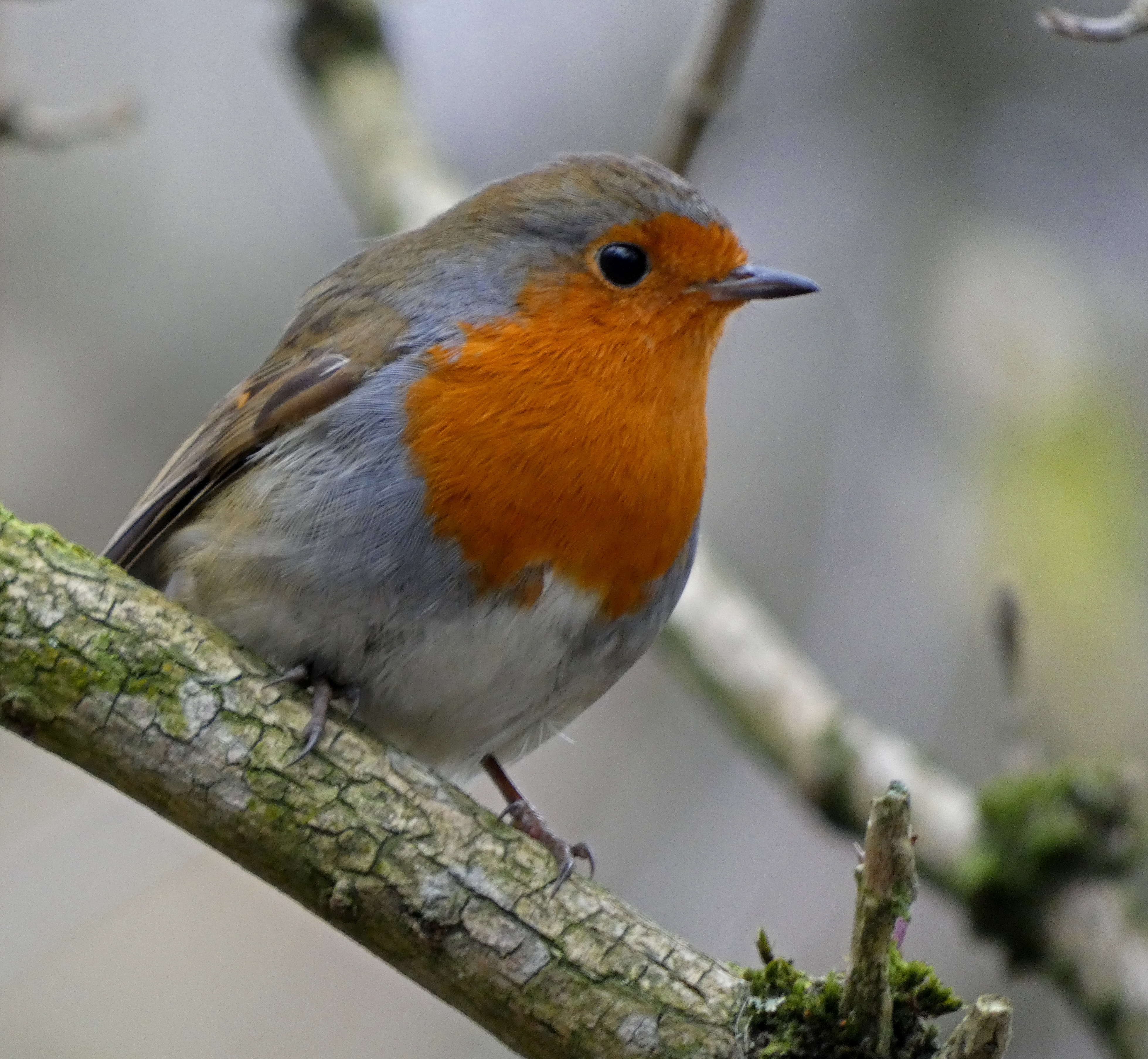 Robin, Saltaire Canal and River, 7th February 2023