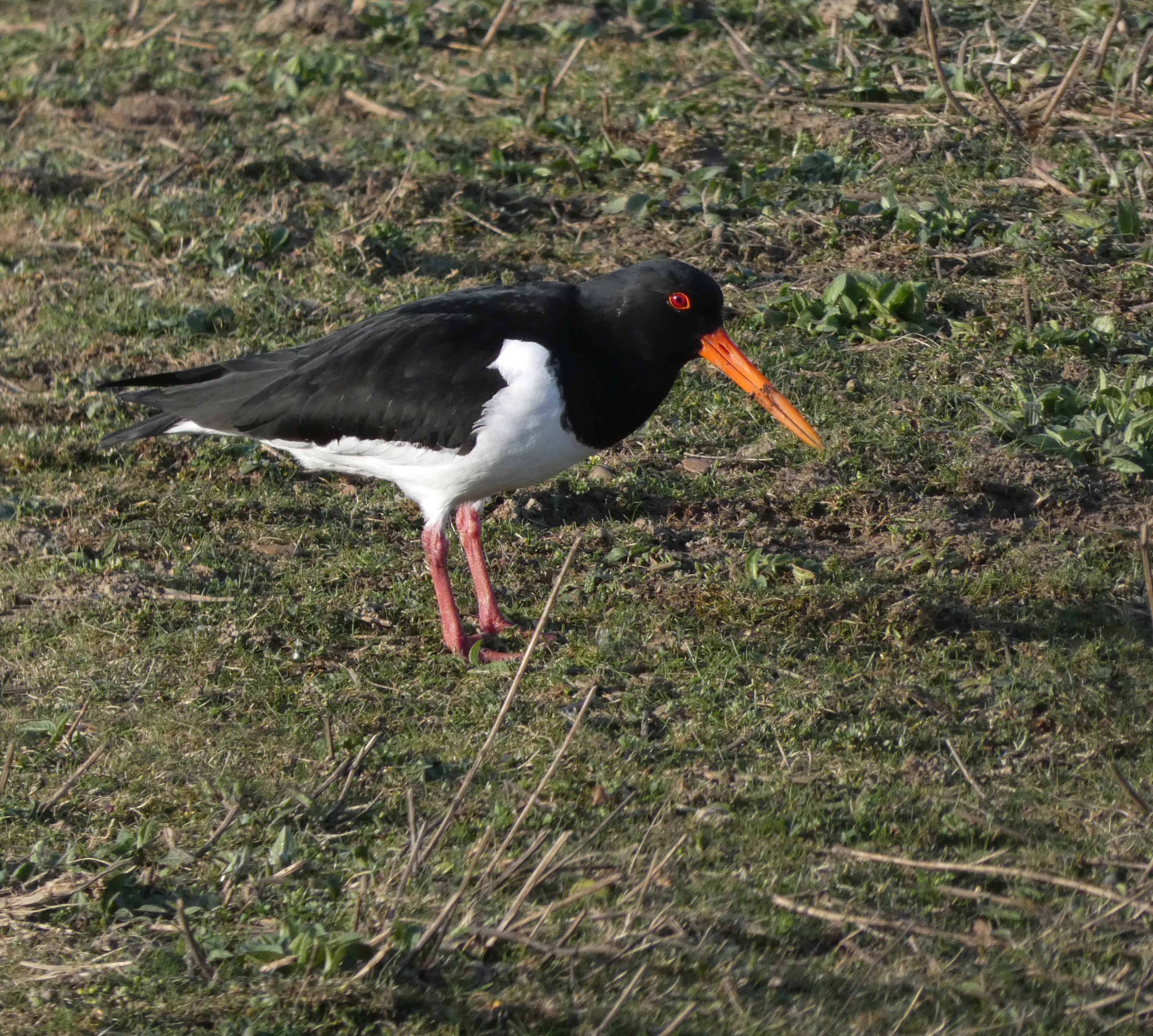 Oystercatcher, Old Moor, 21st February 2023