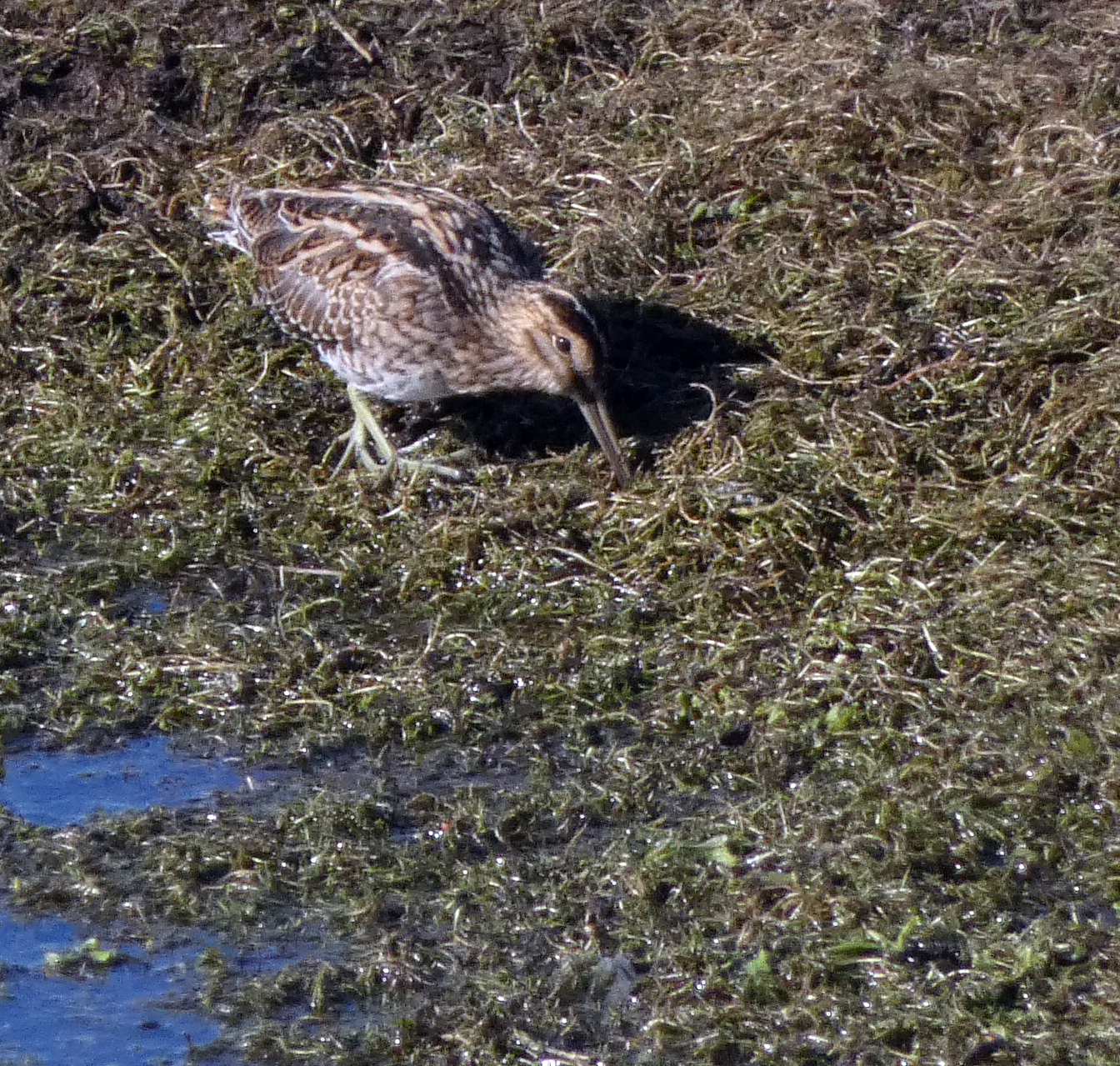 Snipe, Nosterfield, 7th March 2023
