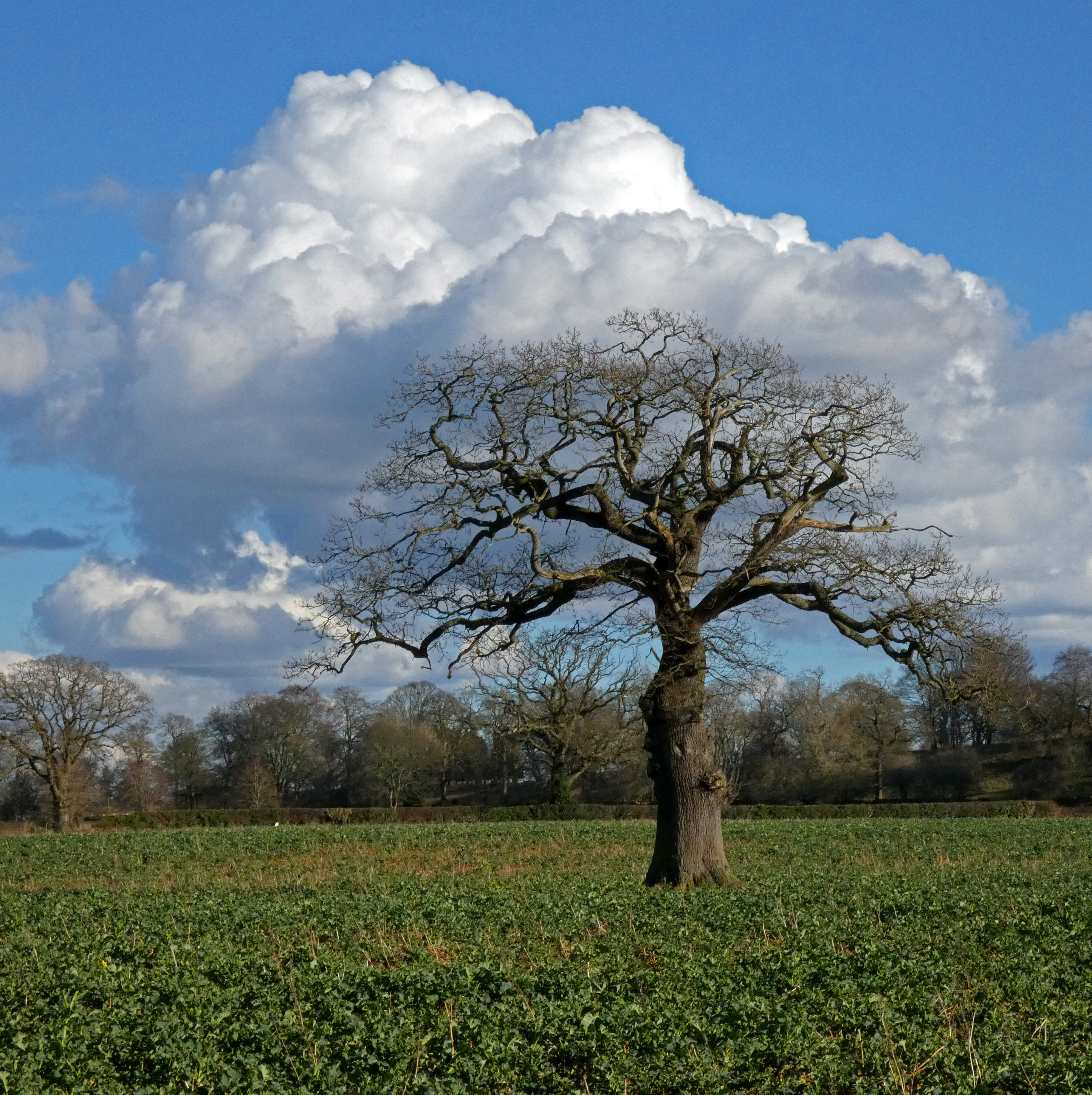Tree (West Tanfield), Nosterfield, 7th March 2023