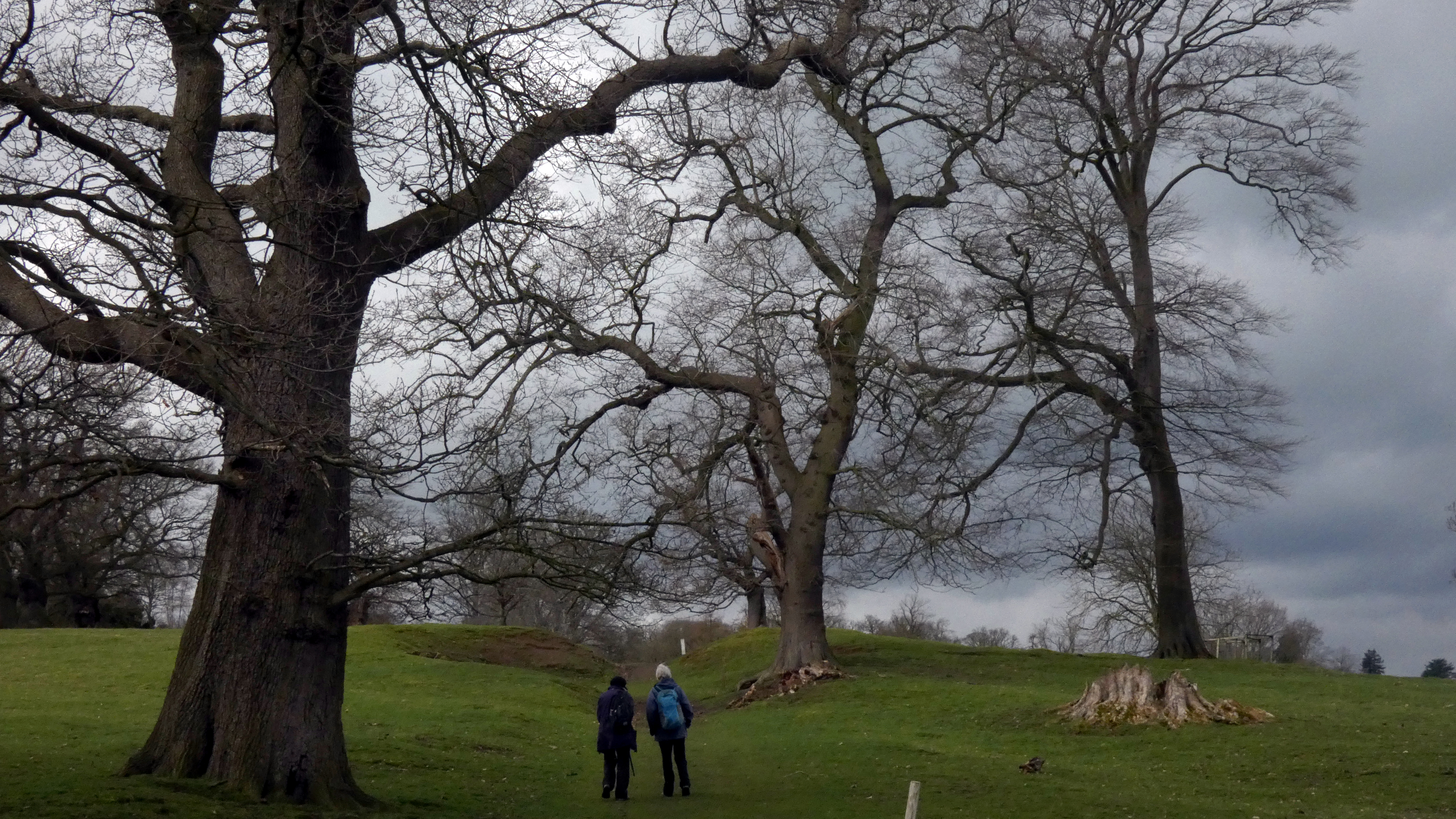 Majestic, Tall Trees, Ripley Castle, 21st March 2023