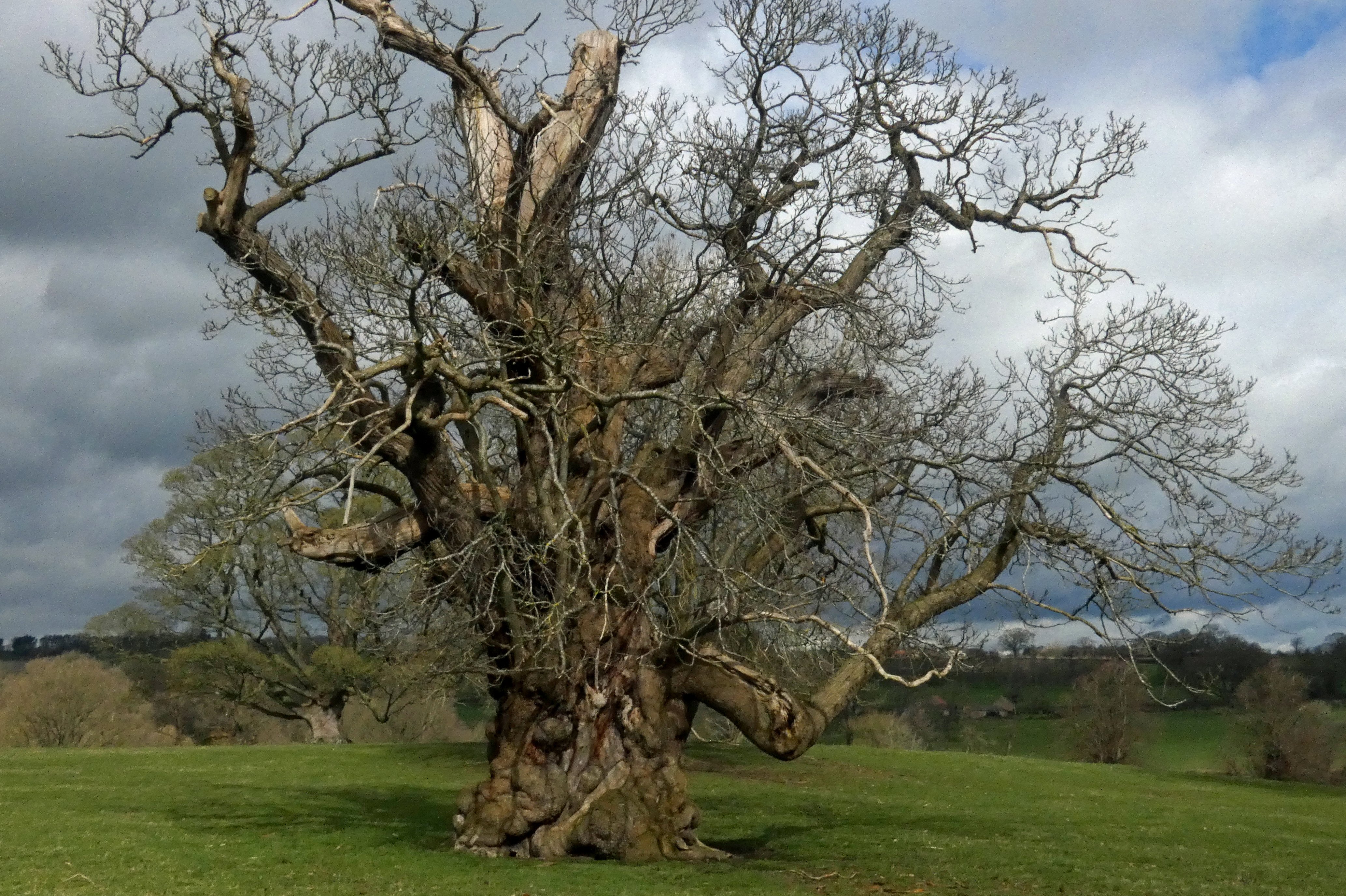 Sweet Chestnut Tree, Ripley Castle, 21st March 2023