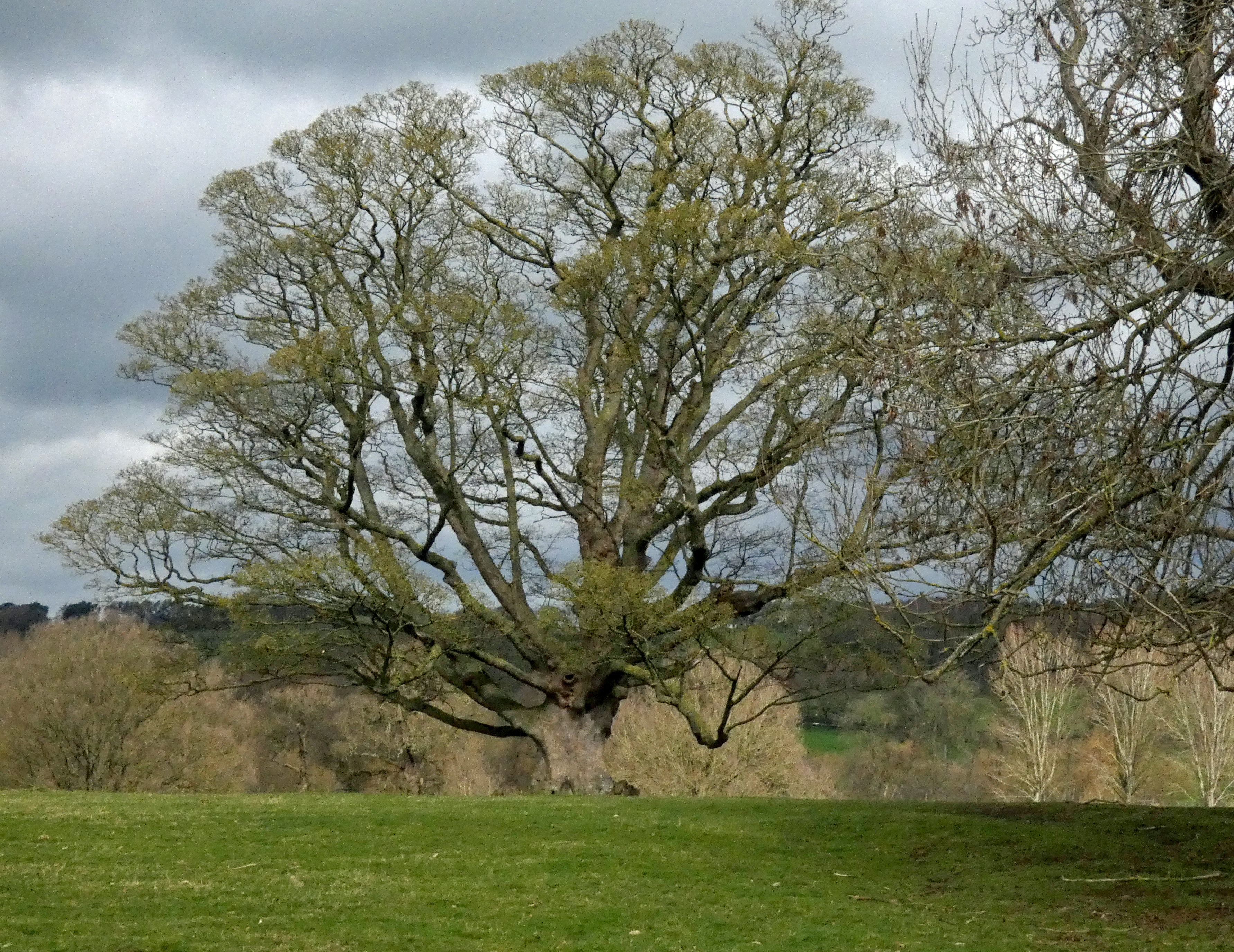 Sycamore, Ripley Castle, 21st March 2023