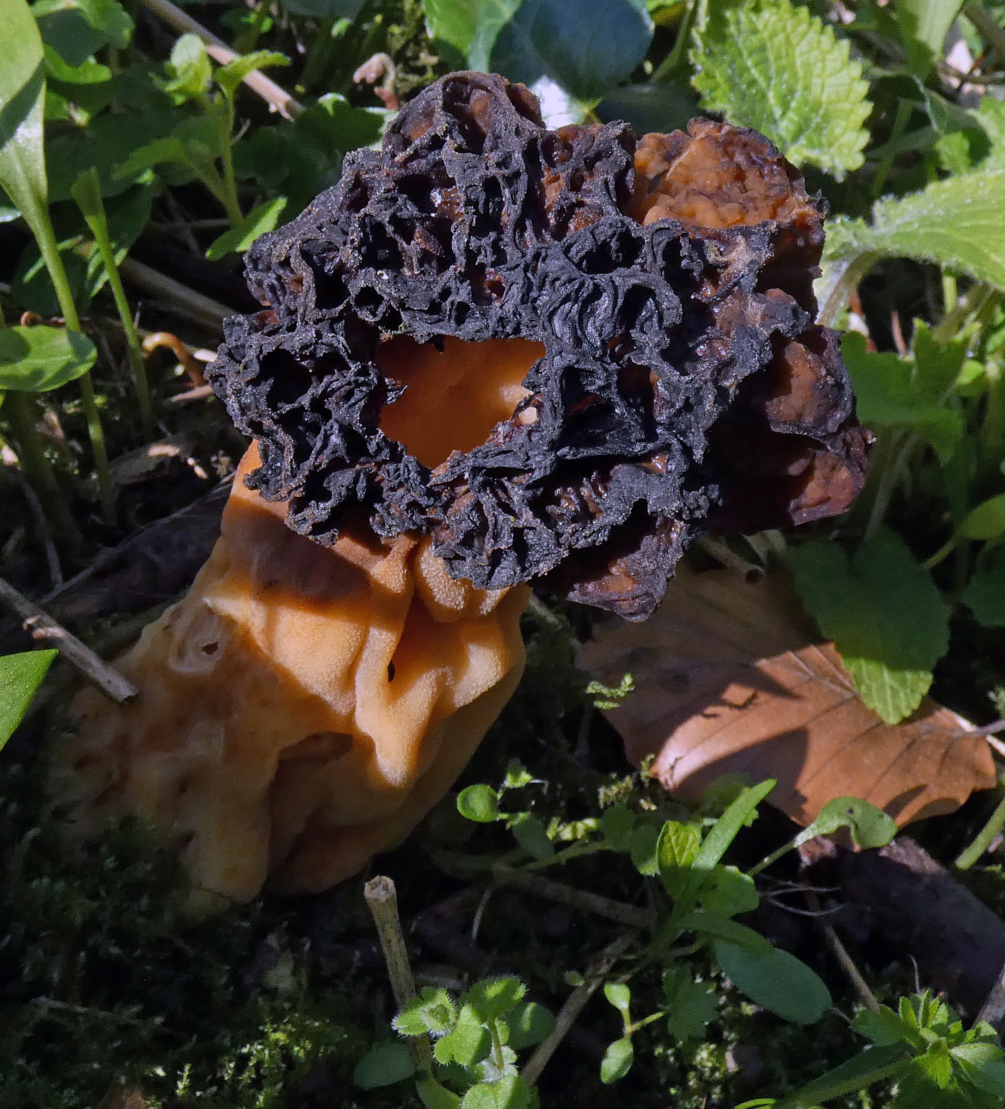 Morel Fungus, Boston Spa, 4th April 2023