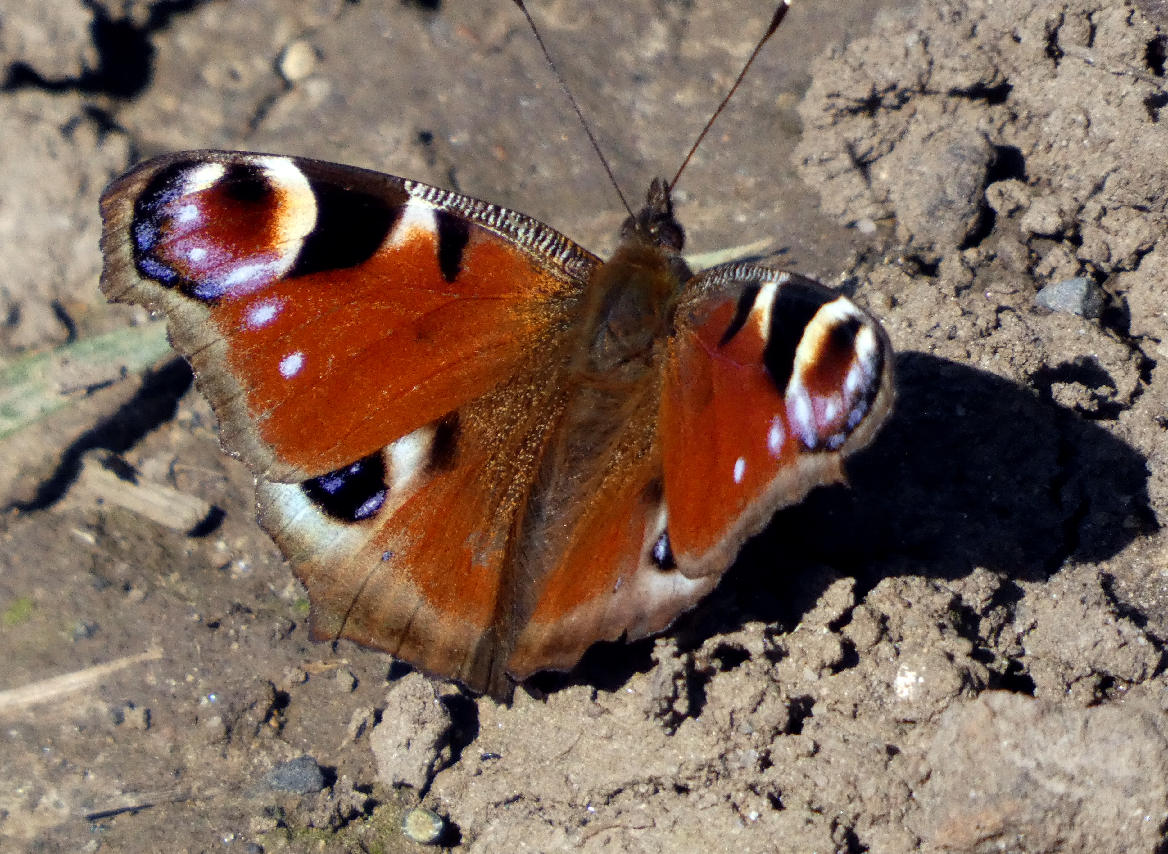Peacock Butterfly, Boston Spa, 4th April 2023