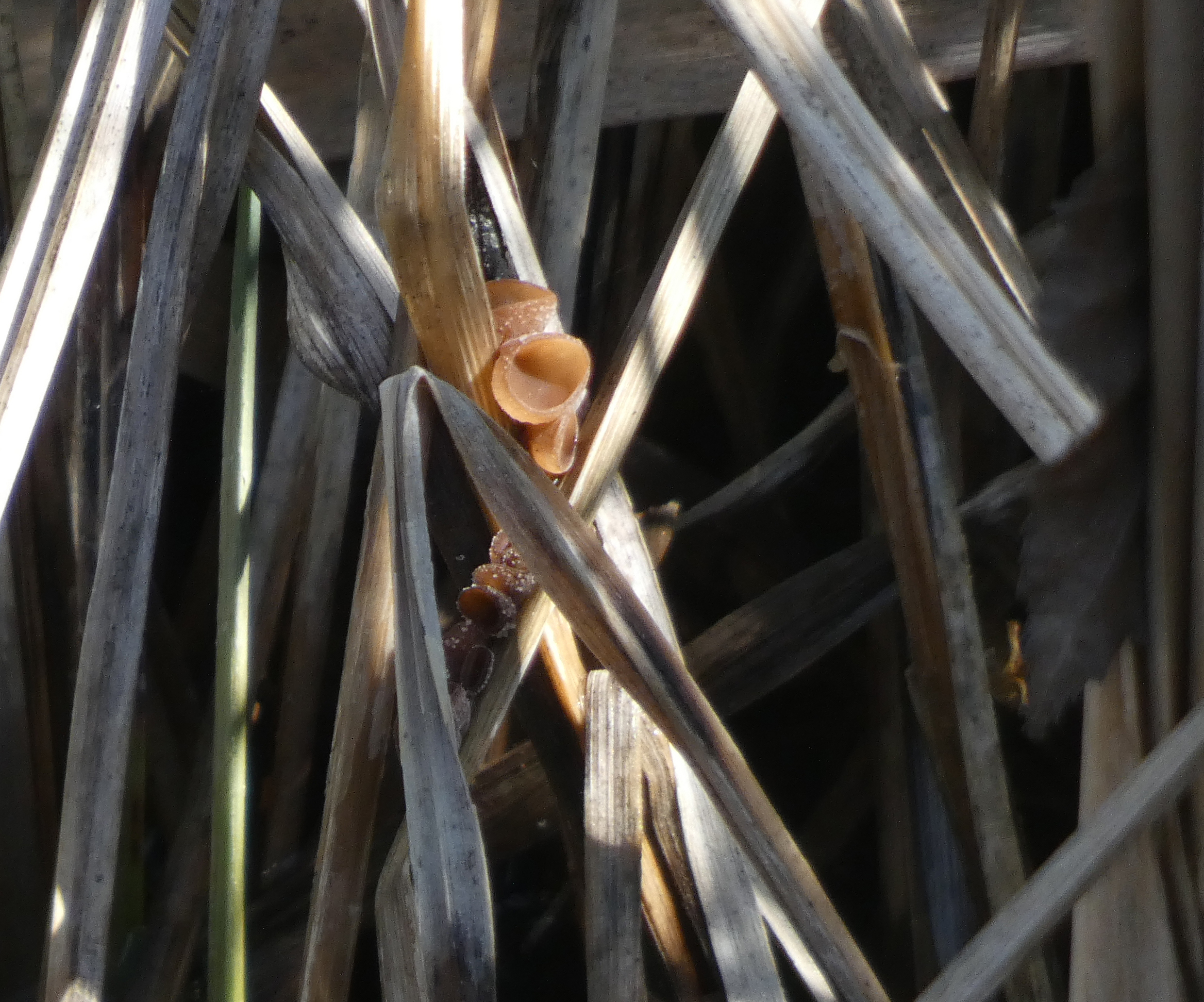 Fungus On Reeds, Staveley Nature Reserve, 18th April 2023