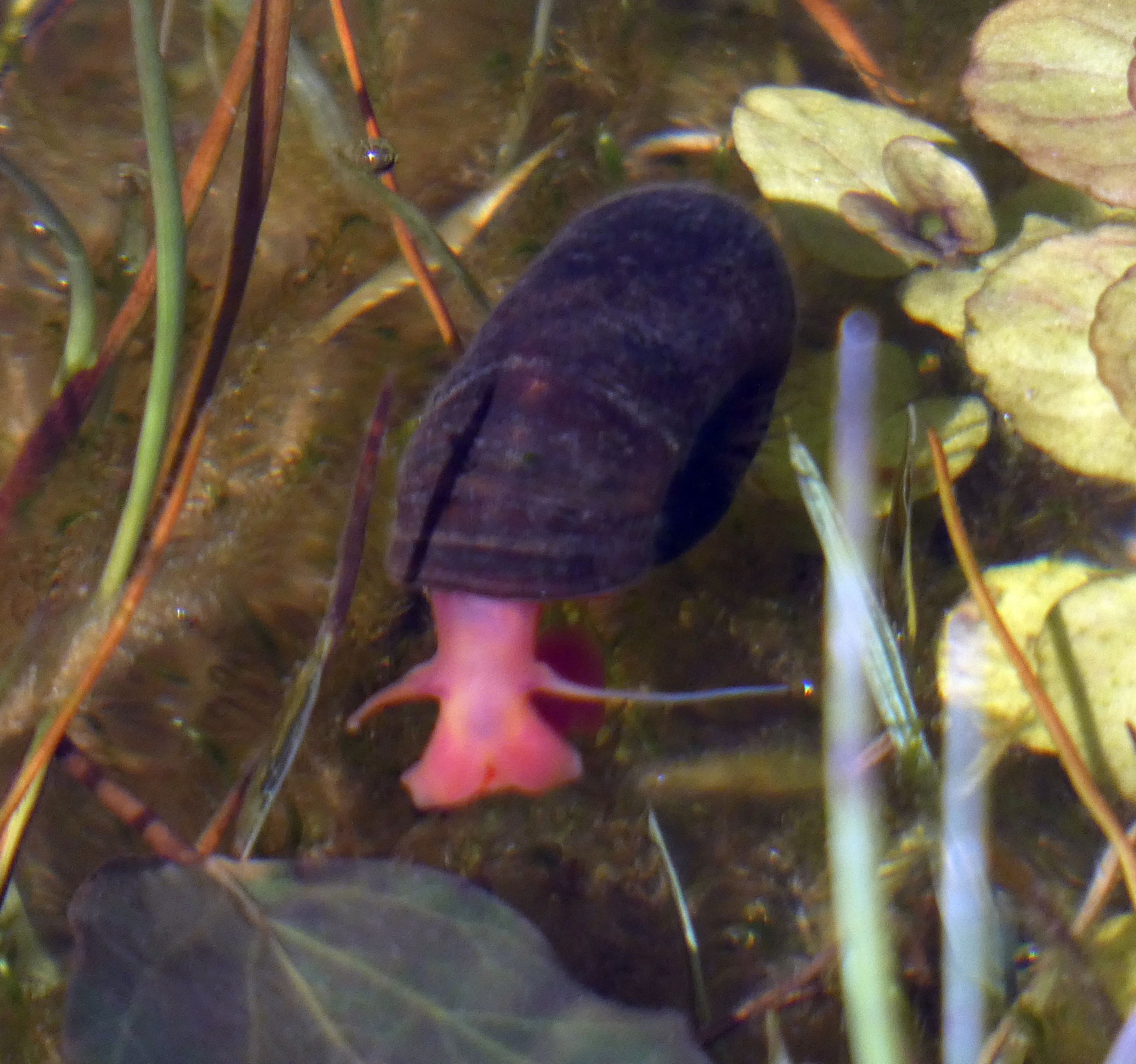 Ramshorn Snail, Staveley Nature Reserve, 18th April 2023