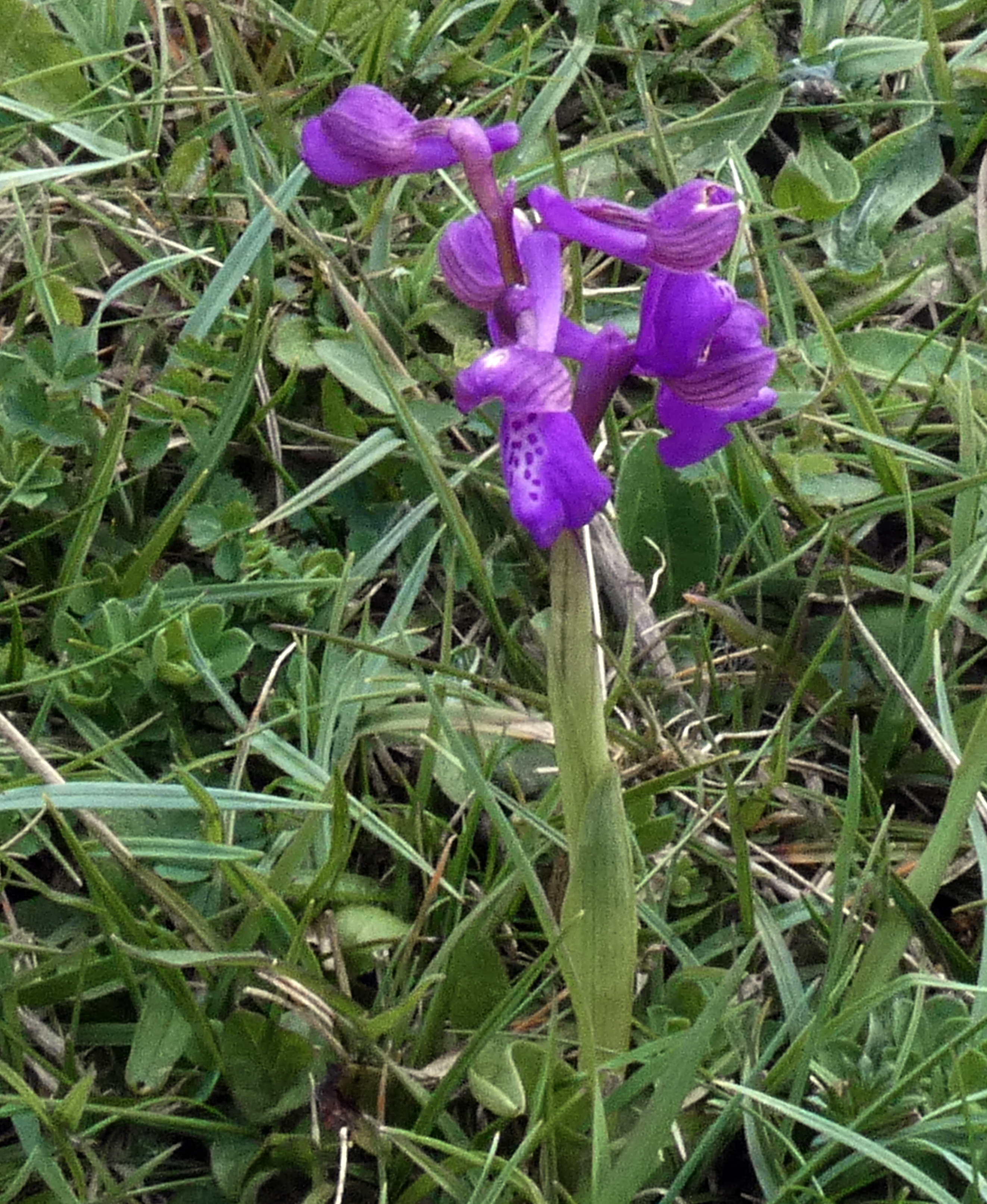 Green-winged Orchid, Silverdale, 25th April 2023