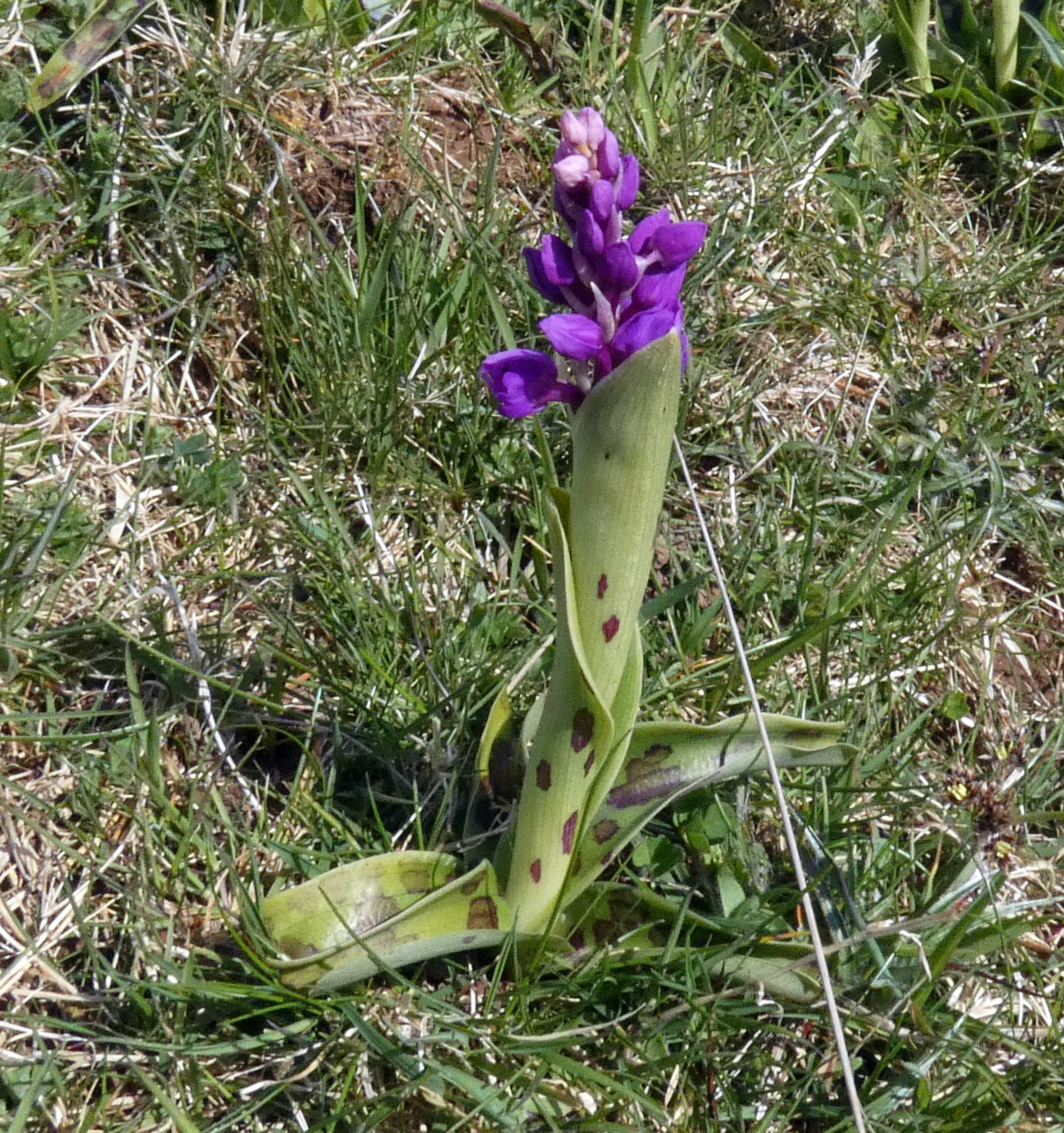 Early Purple Orchid, Silverdale, 25th April 2023