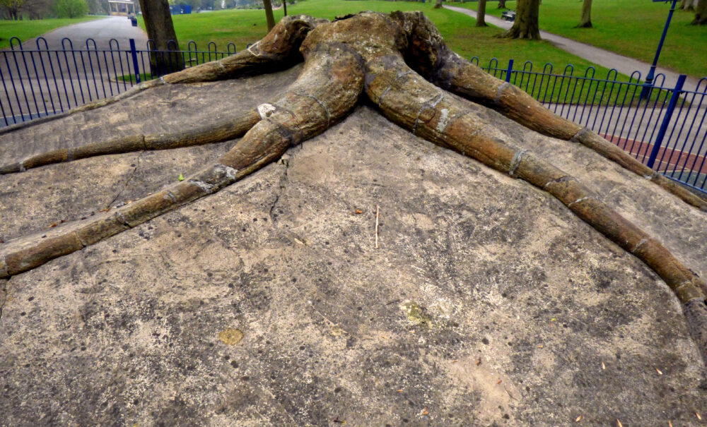 Fossilised Tree, Lister Park
