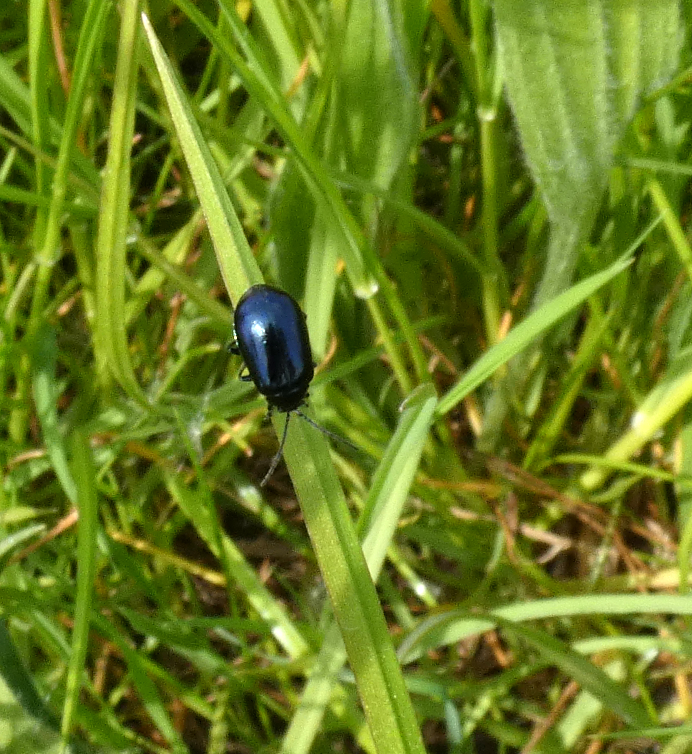 Blue Bug (?Alder Leaf Beetle), St Aidan's RSPB, 23rd May 2023