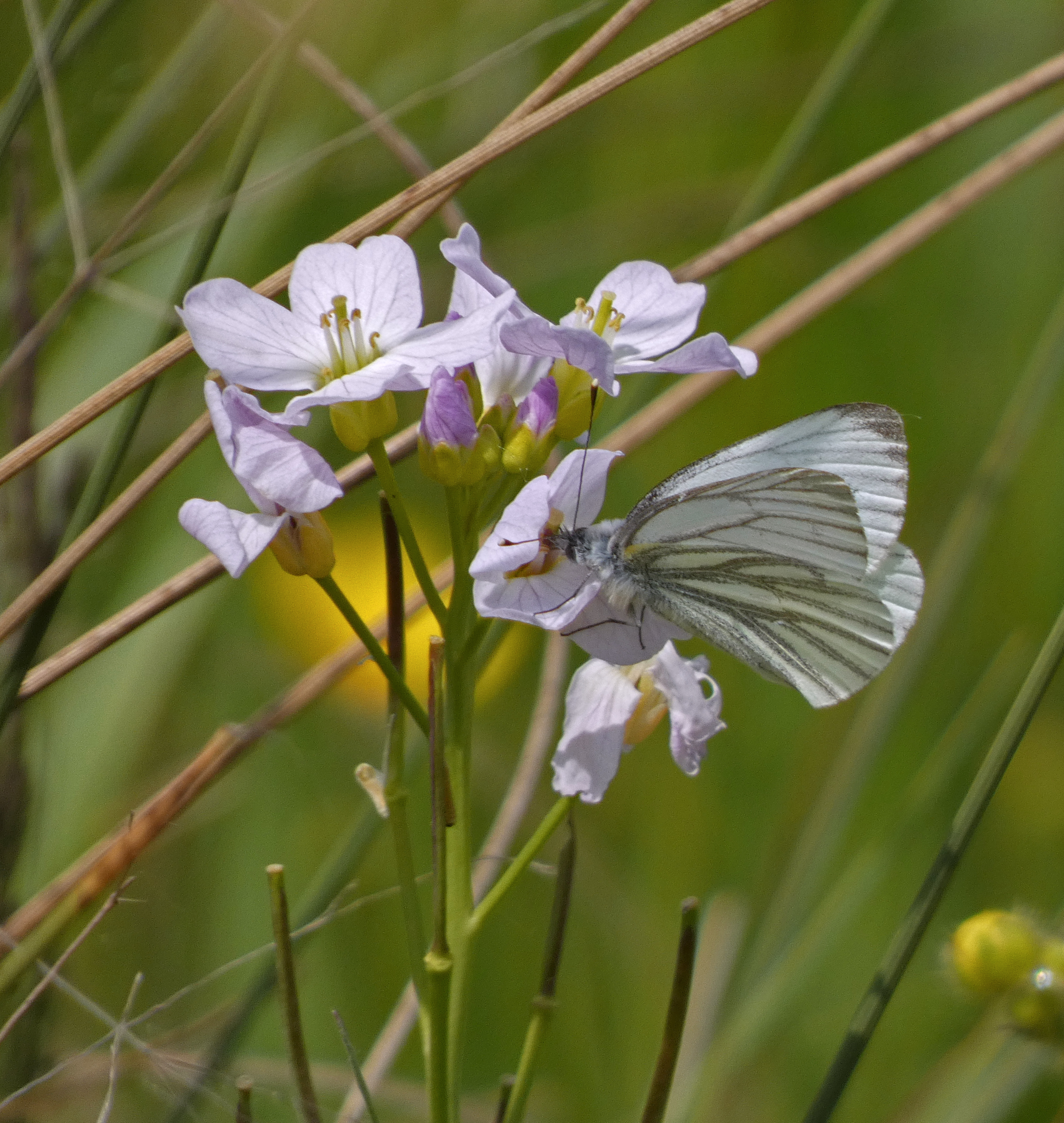 Green-veined White, St Aidan's RSPB, 23rd May 2023