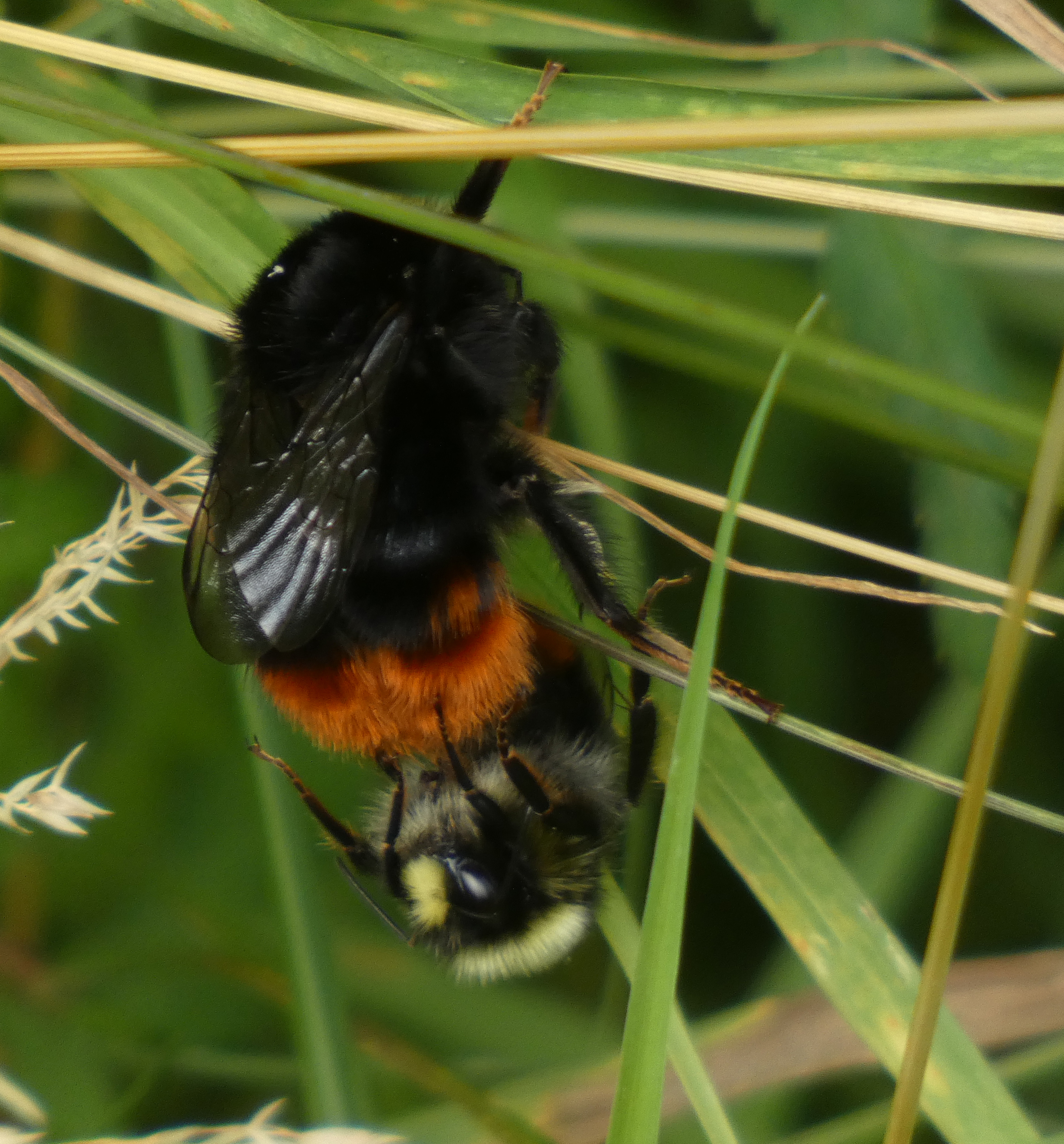 Paired Bees, Ripon City Wetlands, 18th July 2023