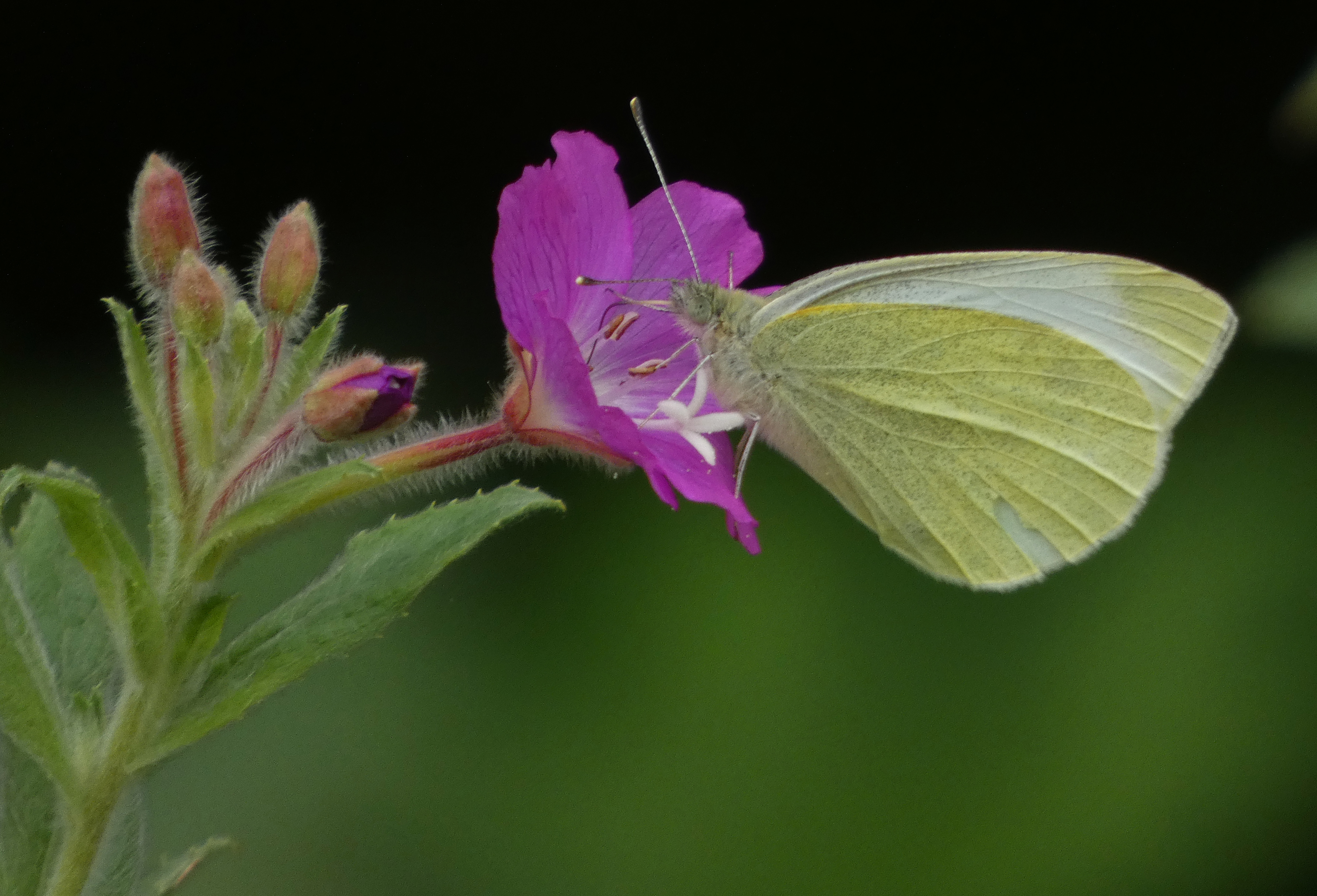 Small White, Ripon City Wetlands, 18th July 2023