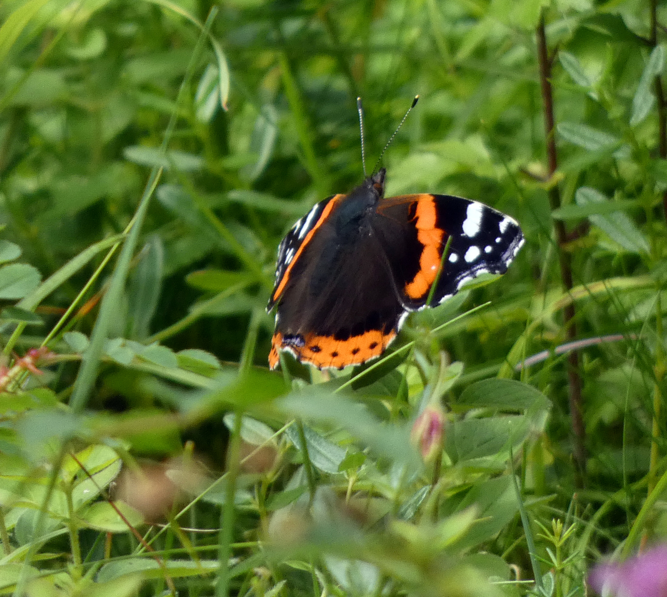 Red Admiral, High Batts, 25th July 2023