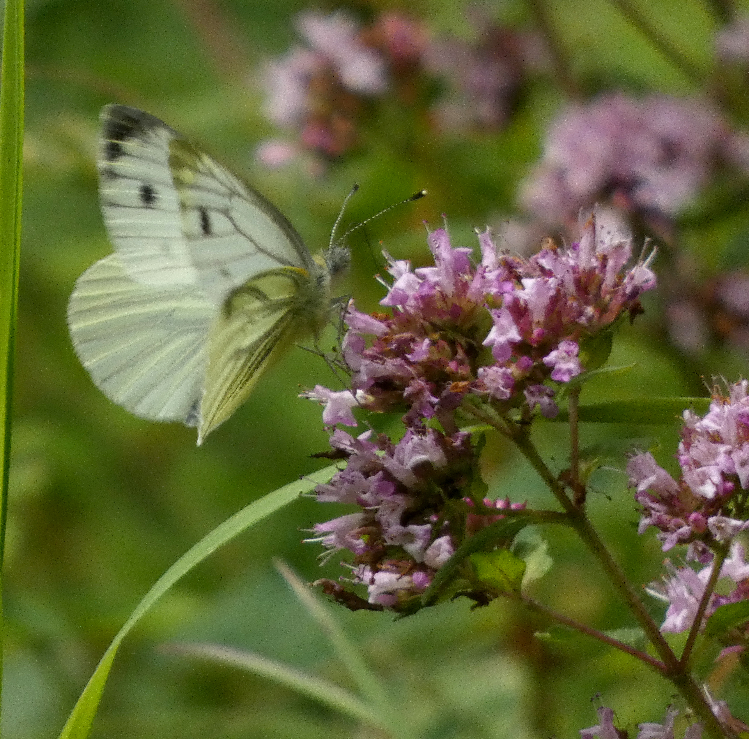 Green-veined White, High Batts, 25th July 2023