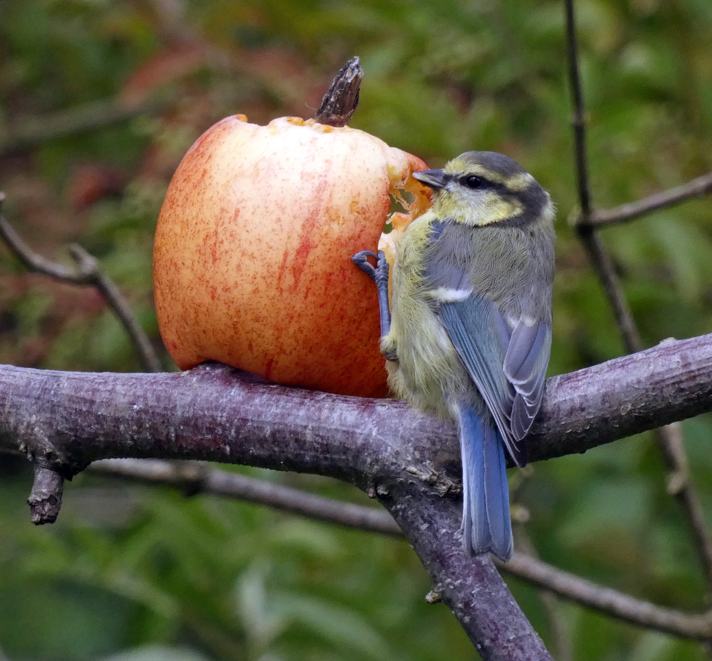 Blue Tit Enjoying An Apple, High Batts, 25th July 2023