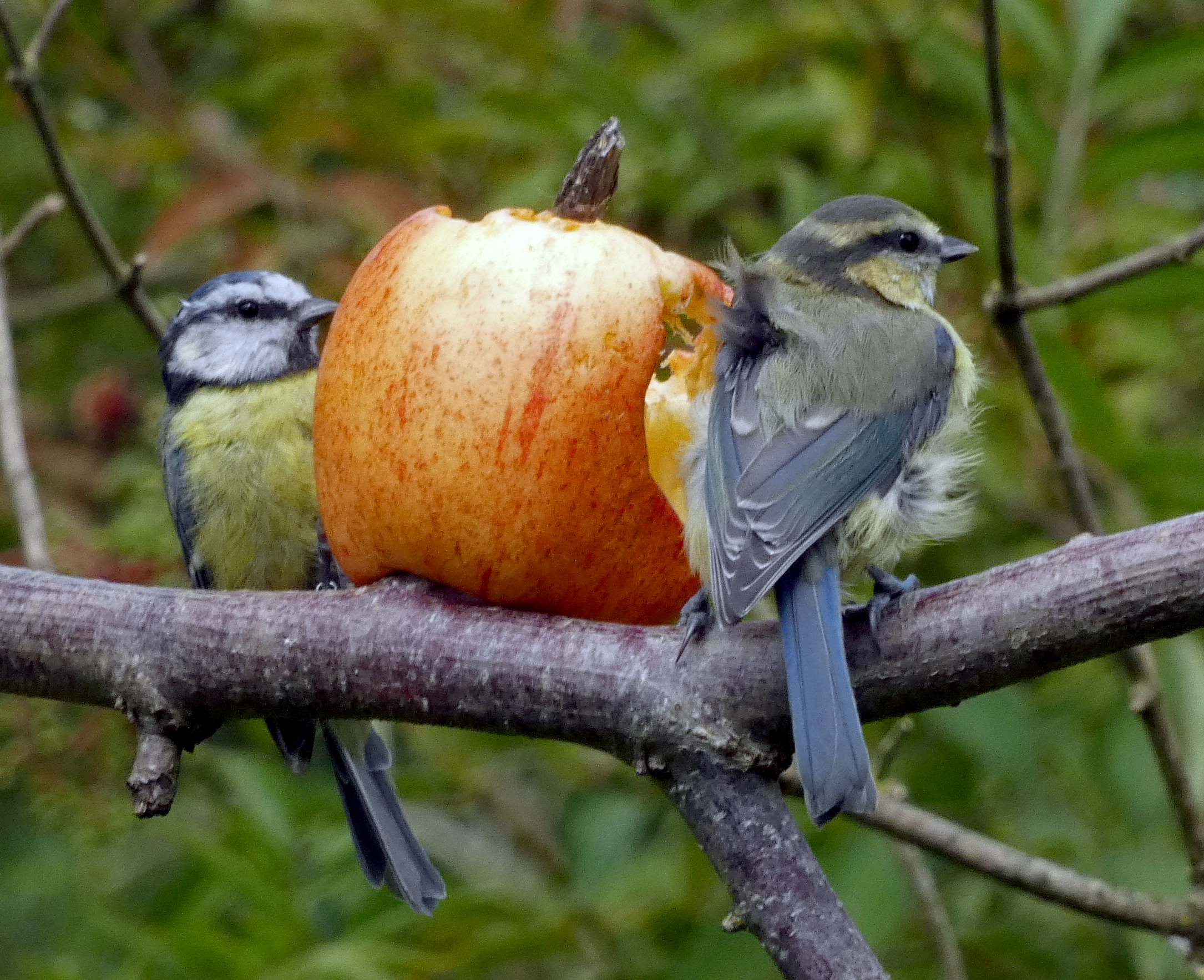 Blue Tits Feasting On An Apple, High Batts, 25th July 2023