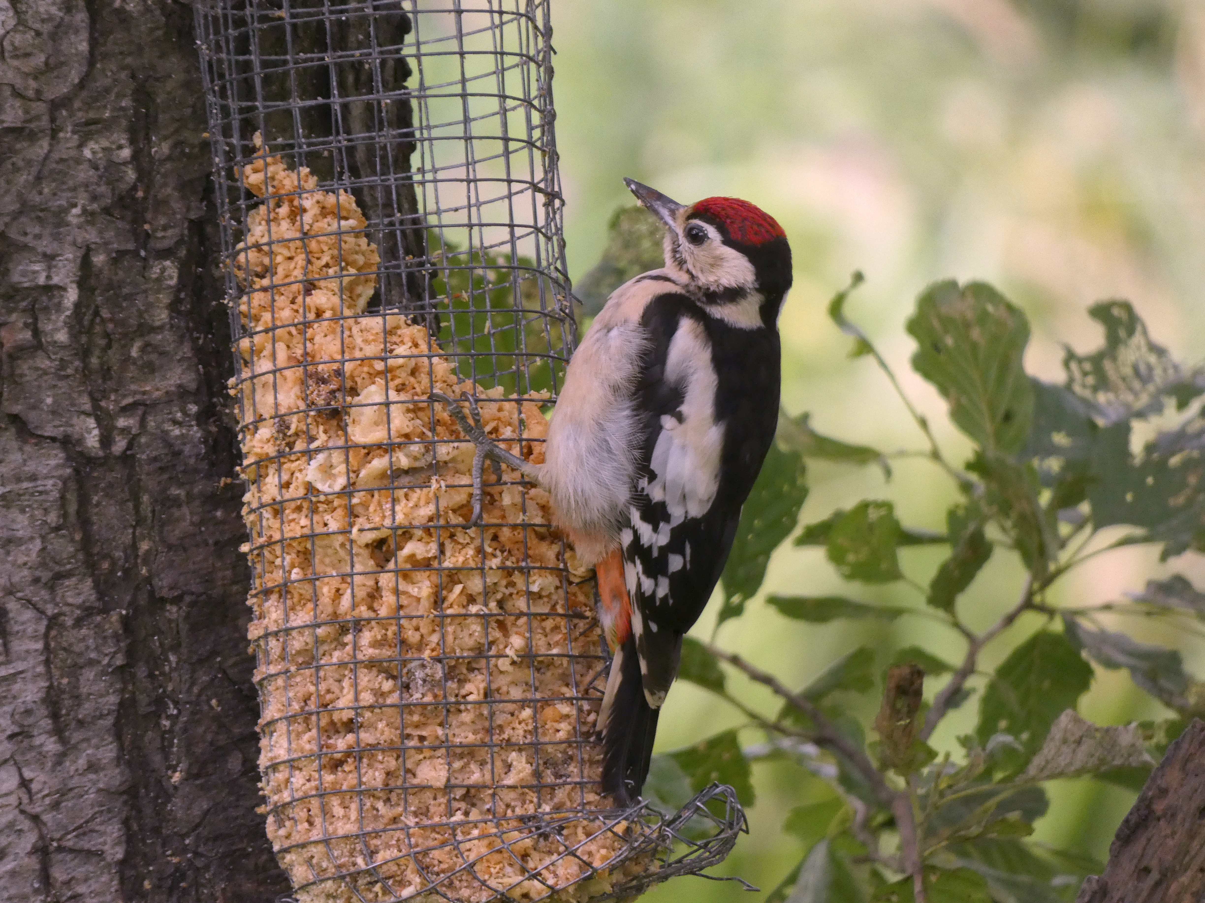 Great Spotted Woodpecker, High Batts, 25th July 2023