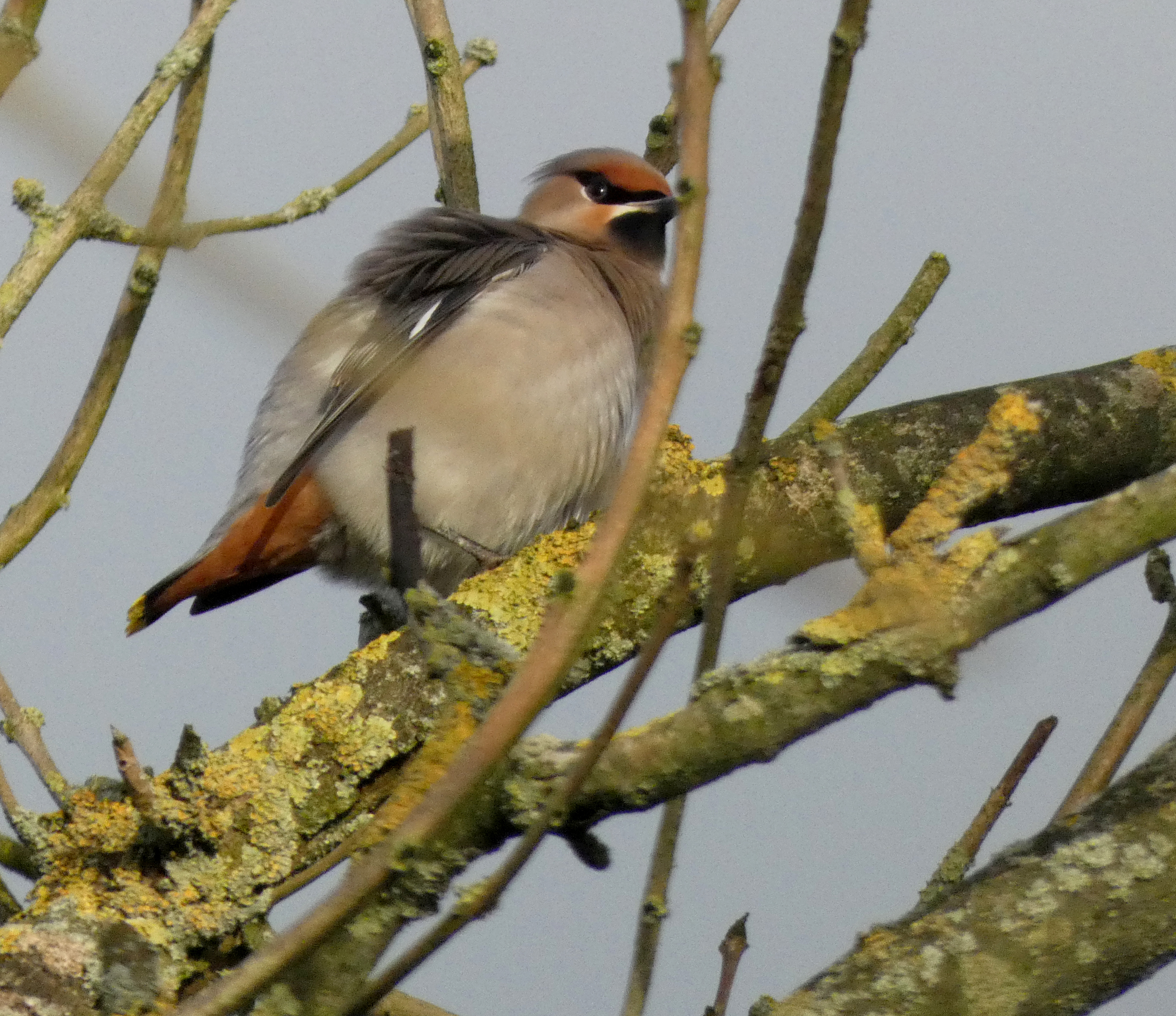 Waxwing, Gargrave, 9th January 2024