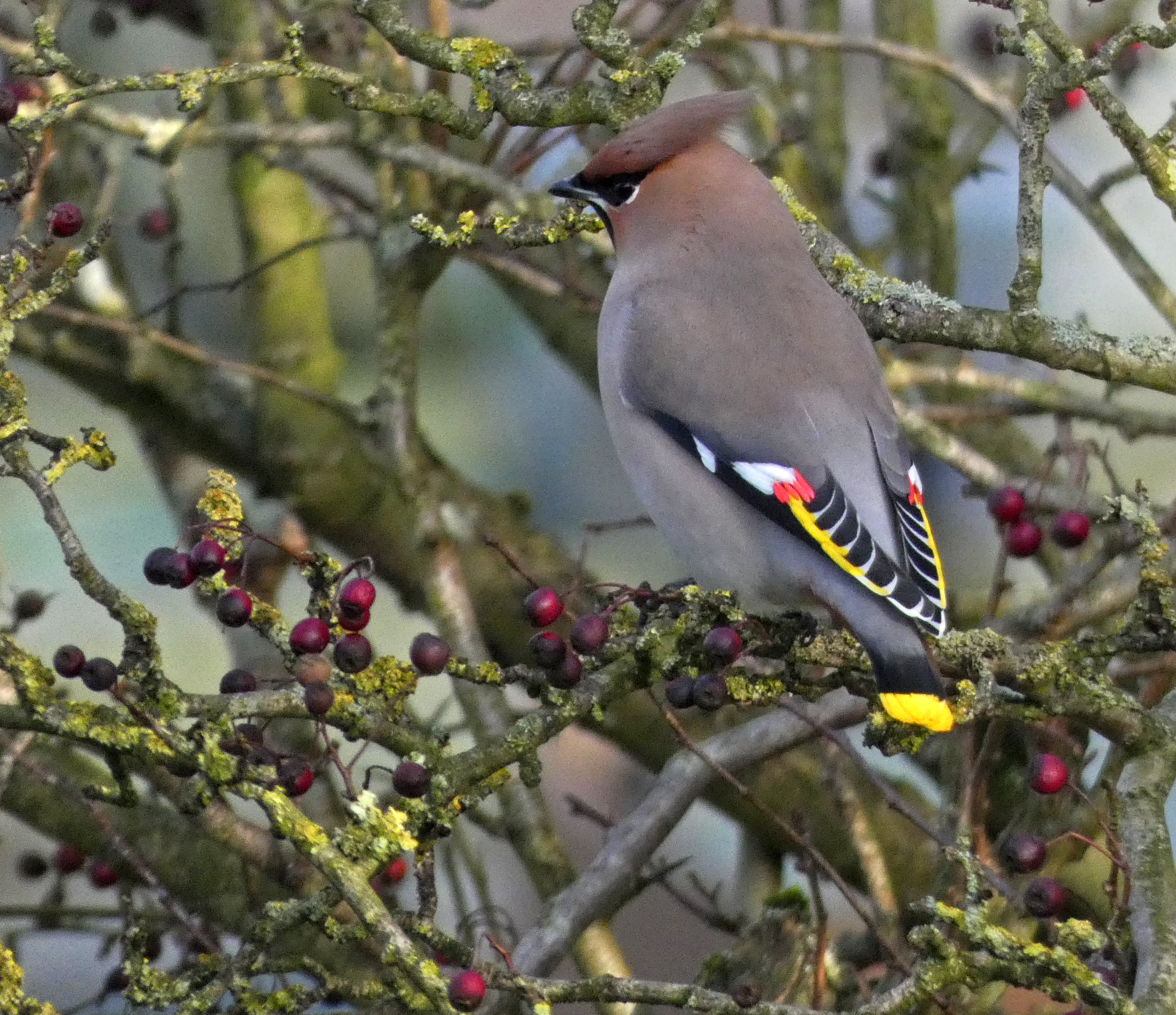 Waxwing, Gargrave, 9th January 2024