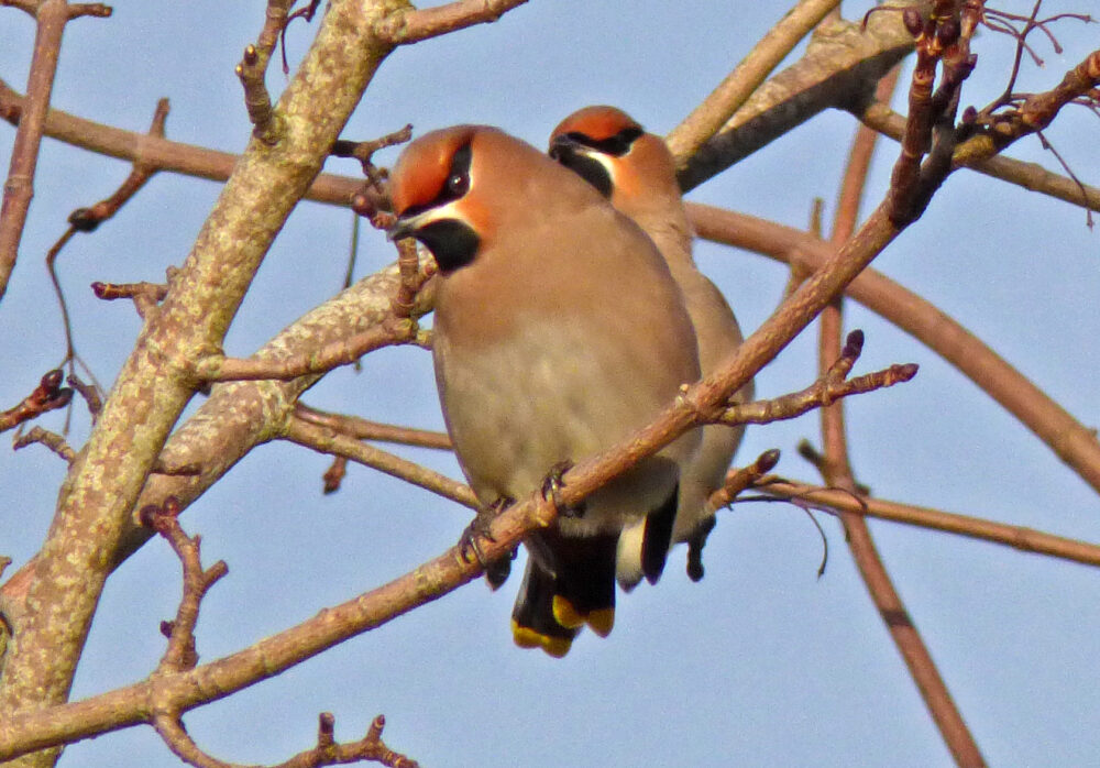 Waxwings 12th February