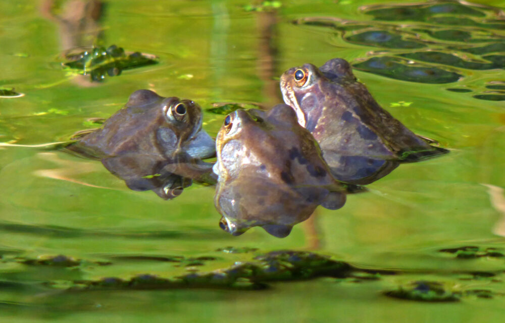 Frogs 10th March